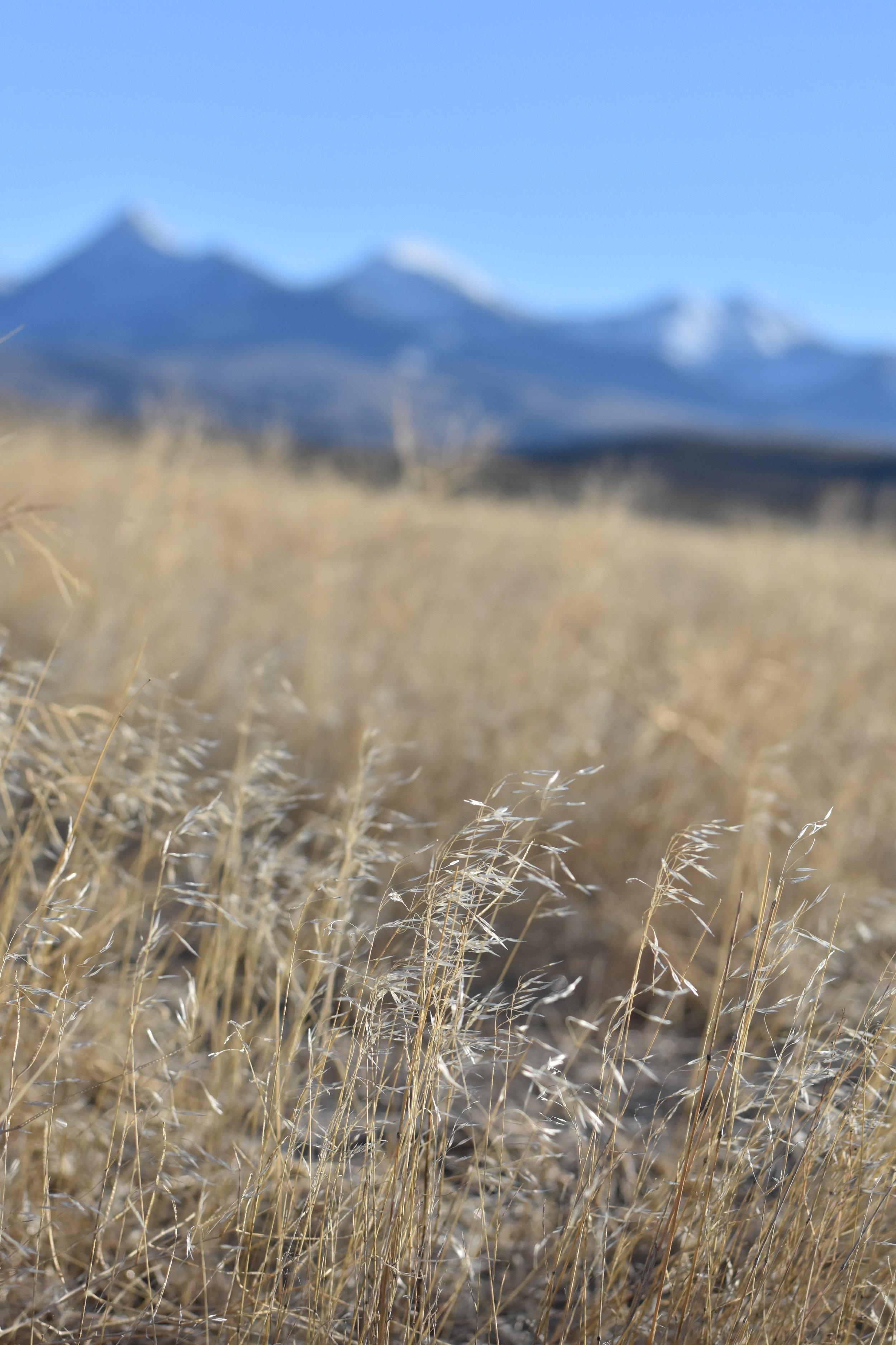 Cheatgrass in Lemhi County