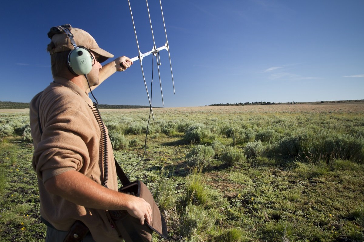 ConservationMedia_6_ radiotelemetry allows scientists to track grouse photo .jpg