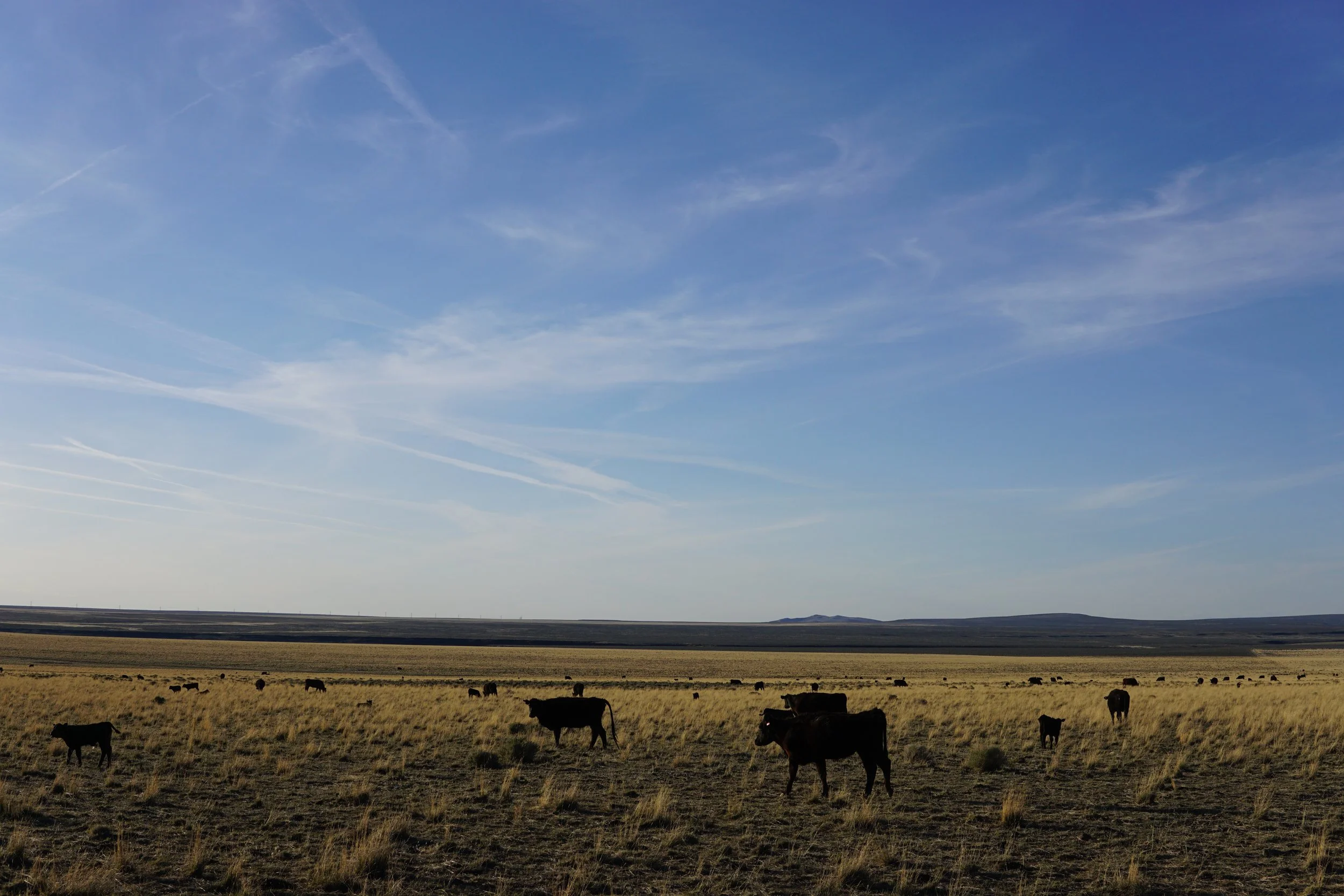 Updates to Outcome-Based Grazing Program Shared in New Webinars