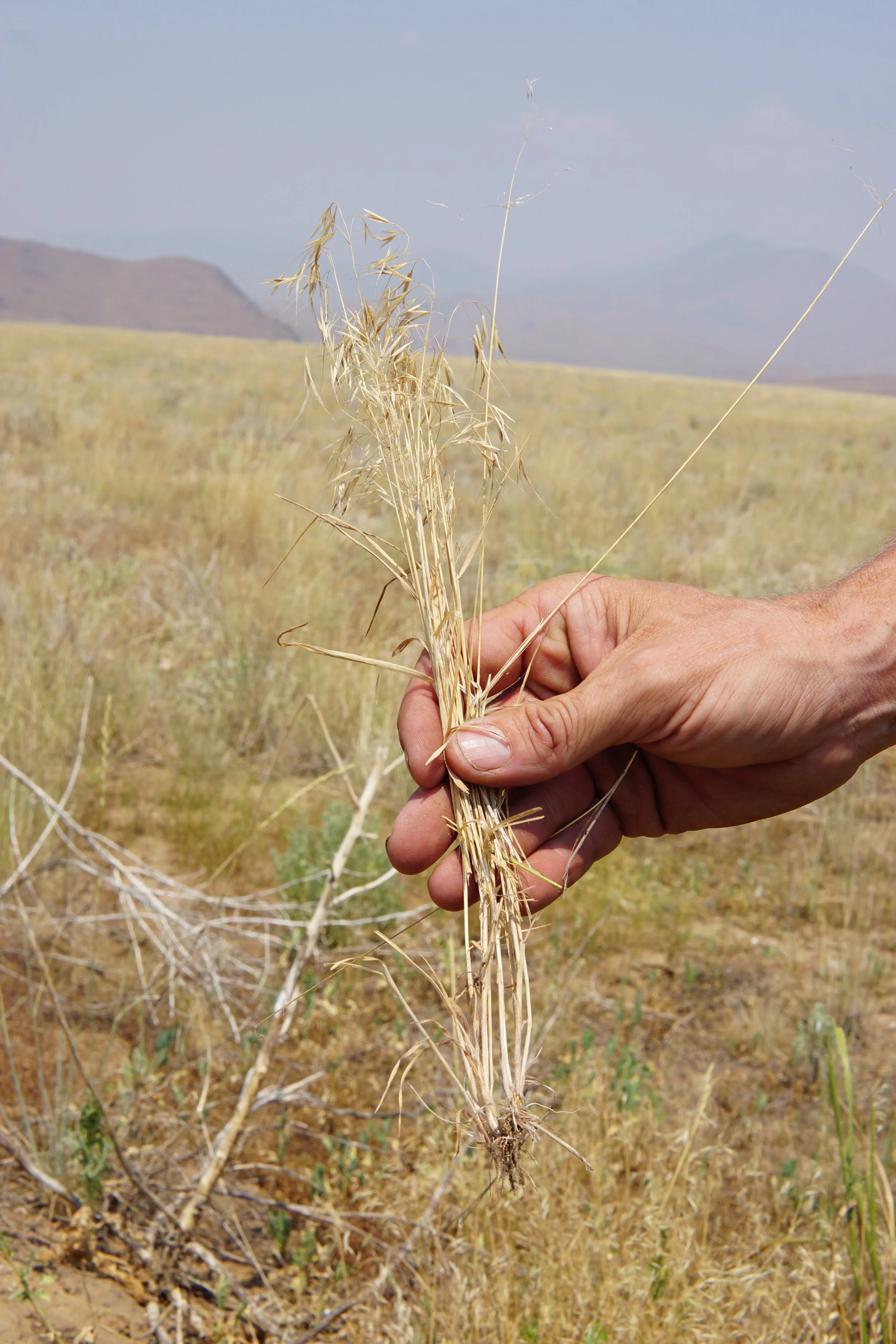 Invasive Annual Grass Spatial Data Compilation and Synthesis Project