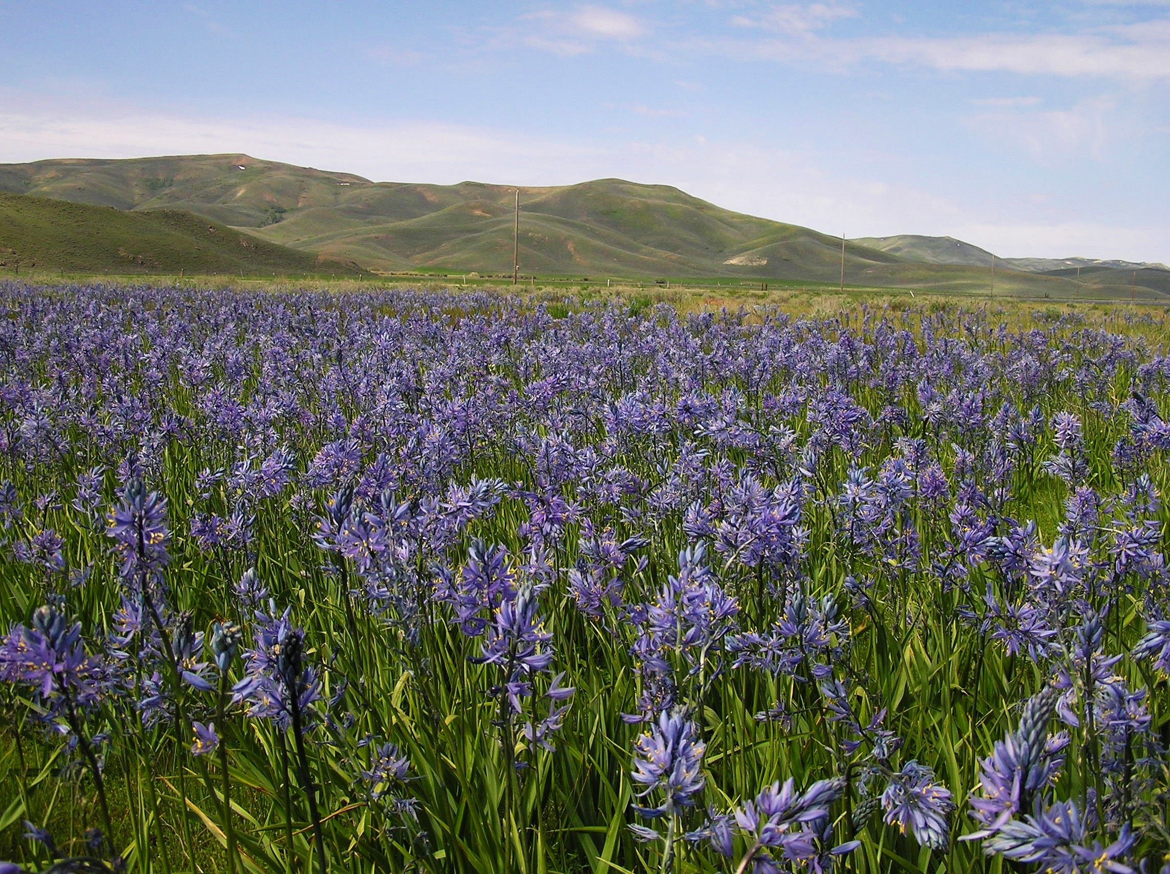 IDAHO