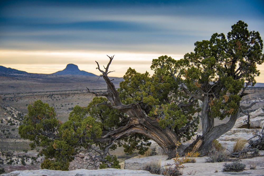 NEW MEXICO