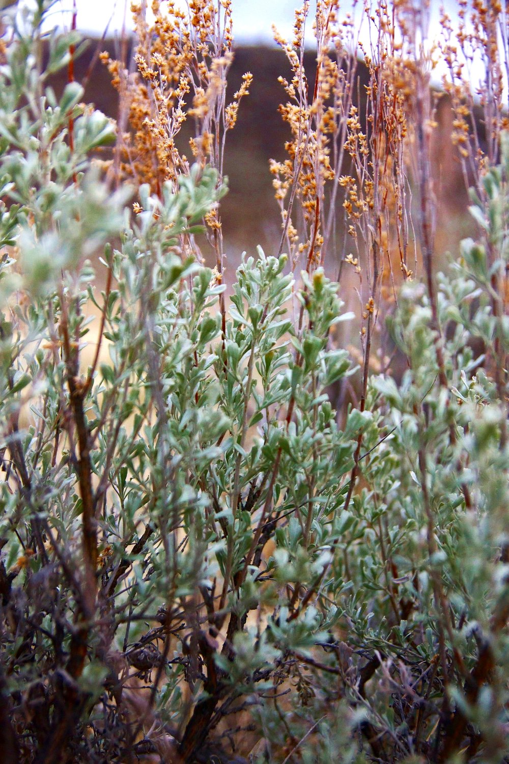 CO_sagebrush%2Bcloseup_Hannah.jpg