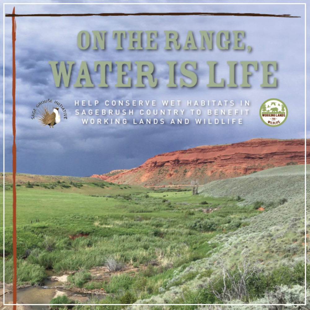 One Stop Shop for Zeedyk Resources — Partners in the Sage