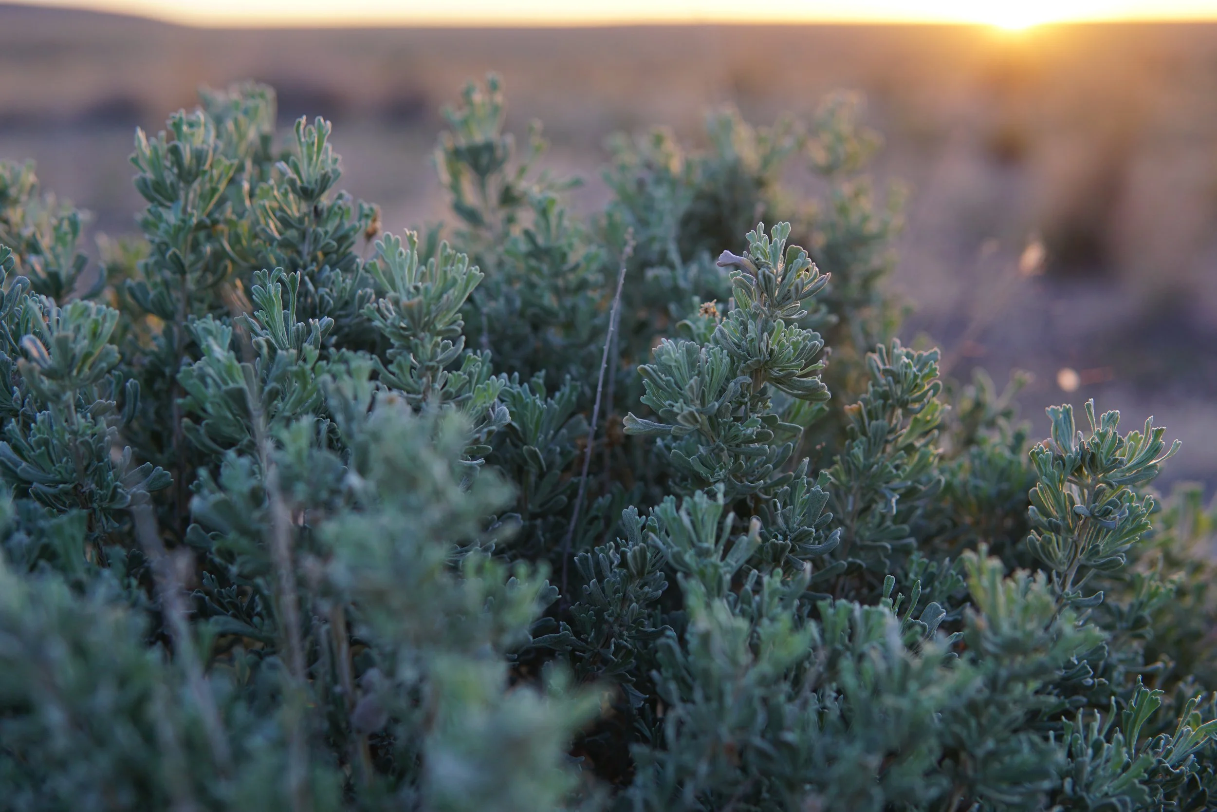 Sagebrush Conservation Design Released IWJV