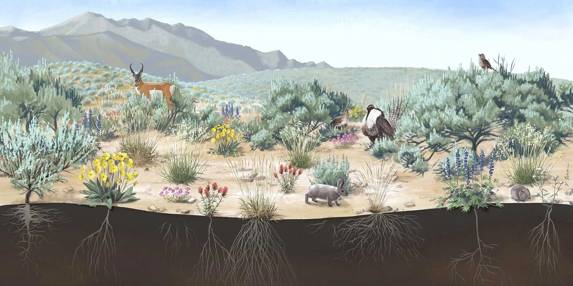 New site Compiles Science on Woodland Expansion in the Sagebrush