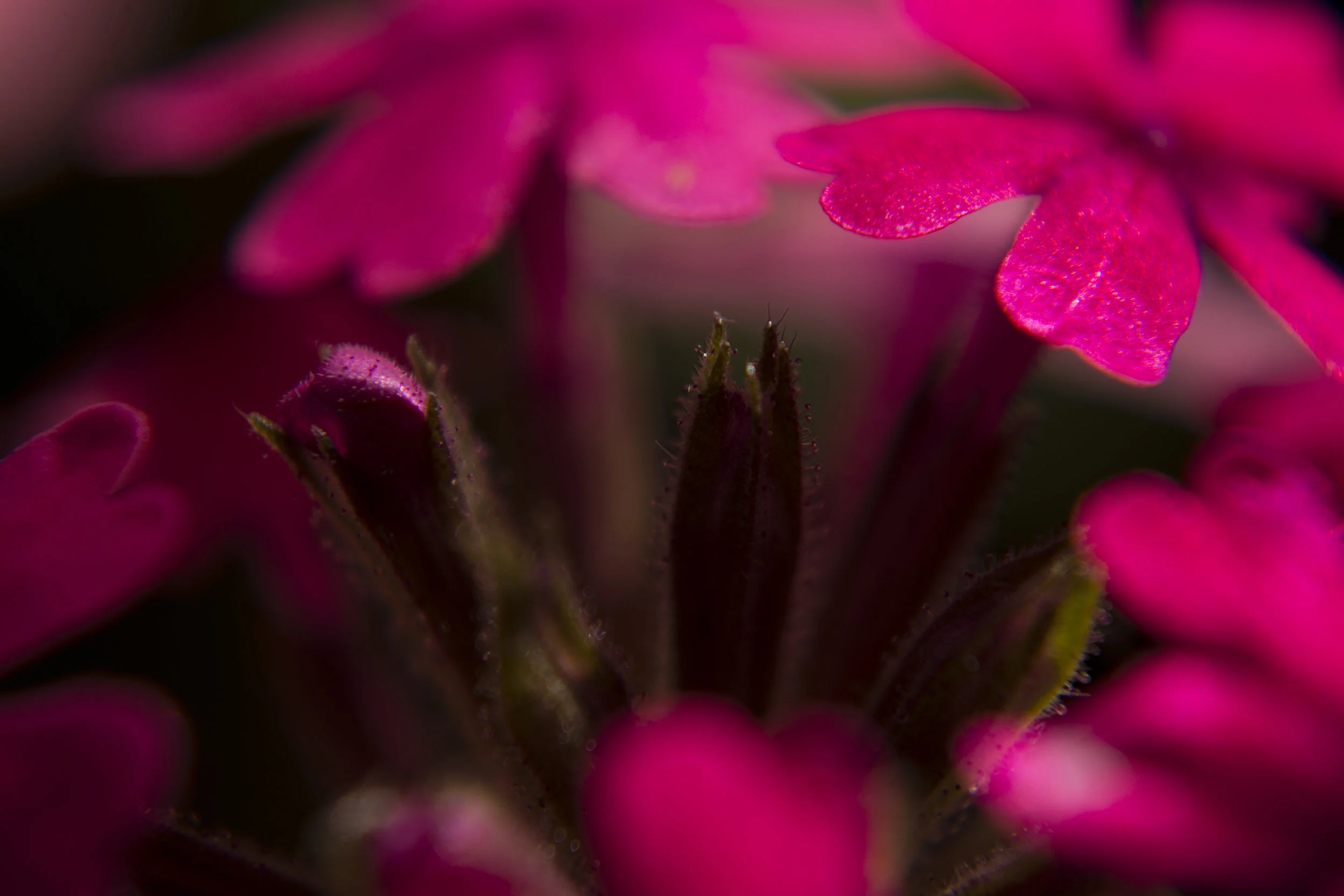 DSC_3039.jpg