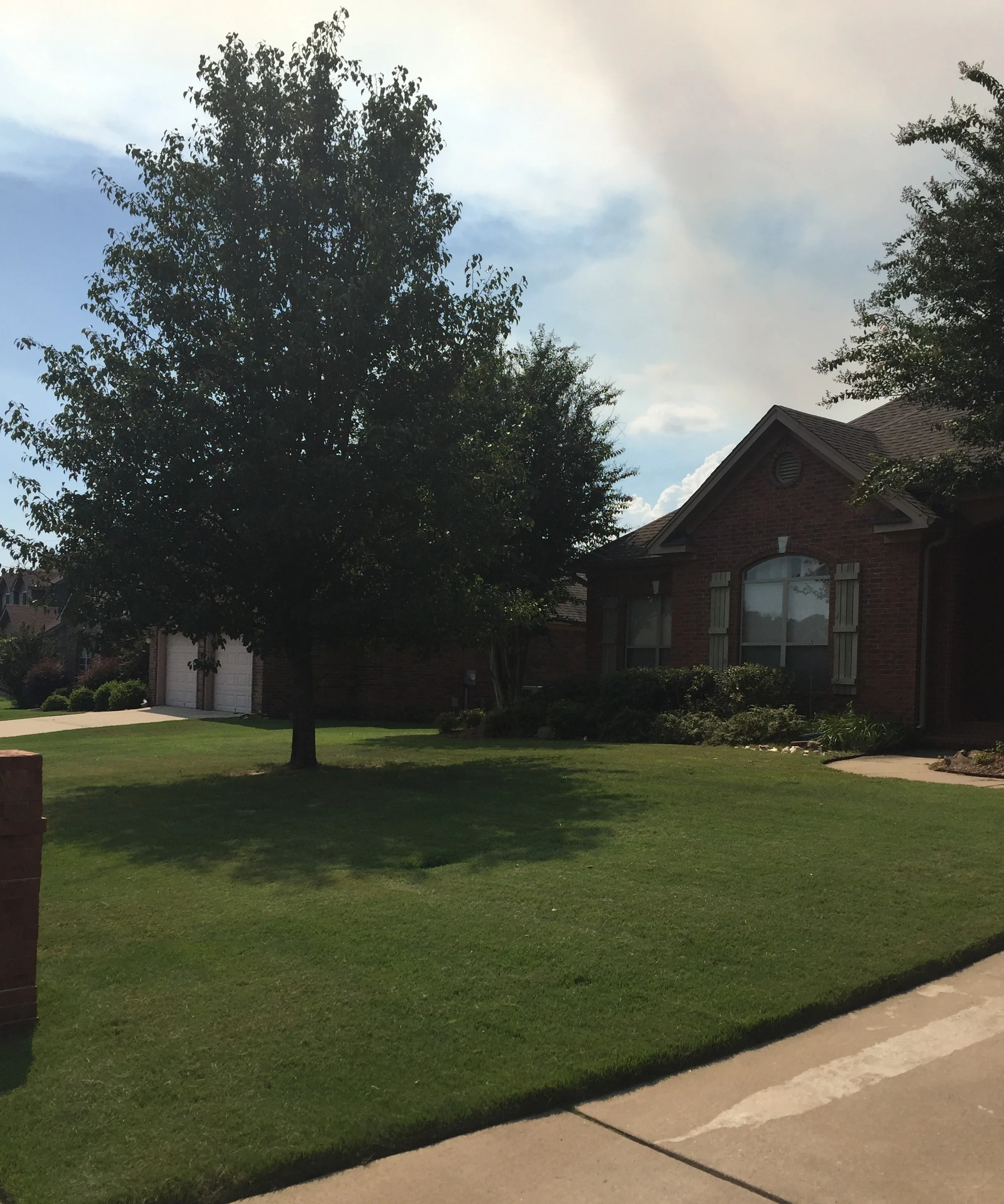  Fresh cut thick bermuda 