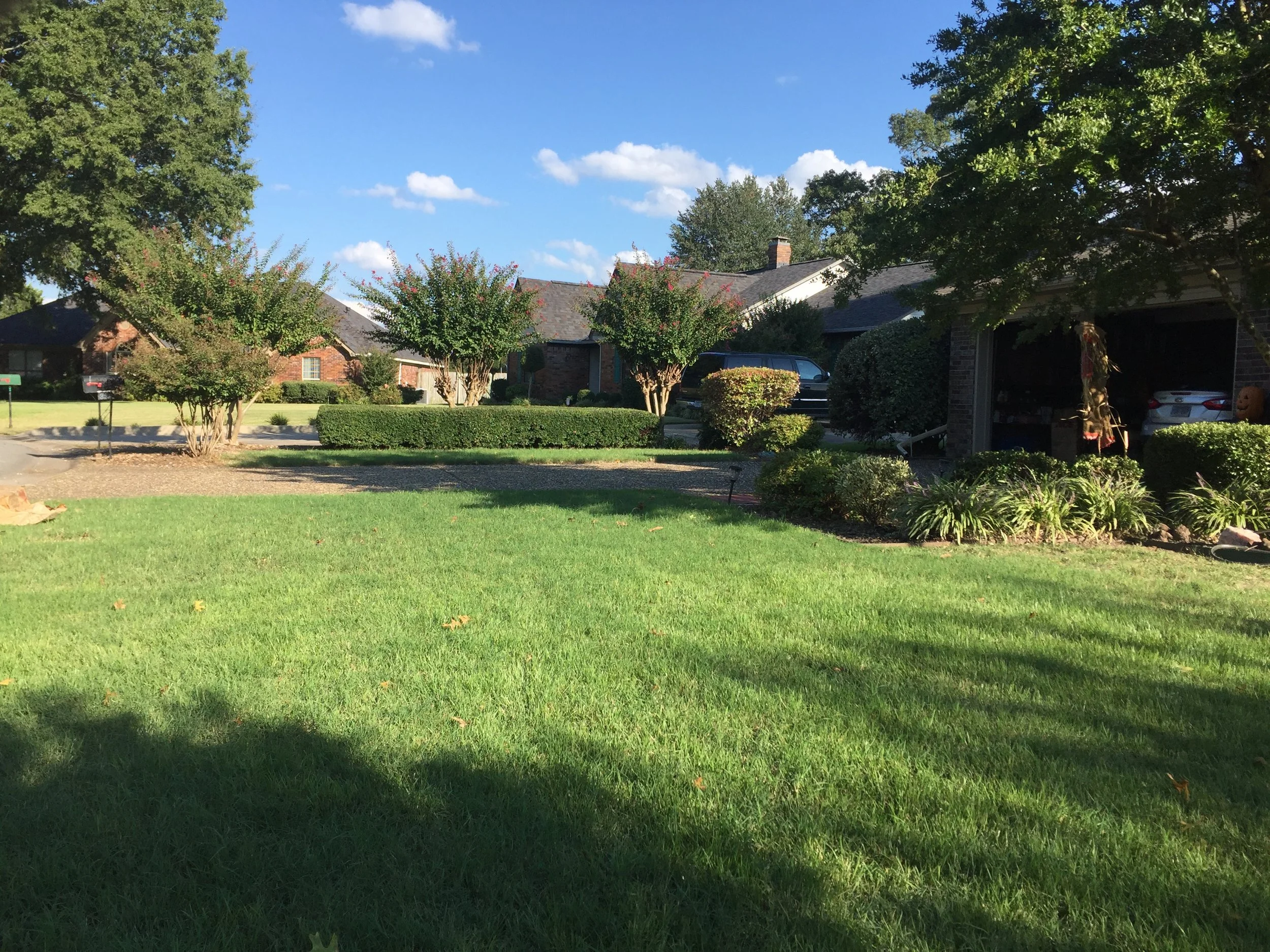  Fresh trimmed hedge, shrubs and crapes 
