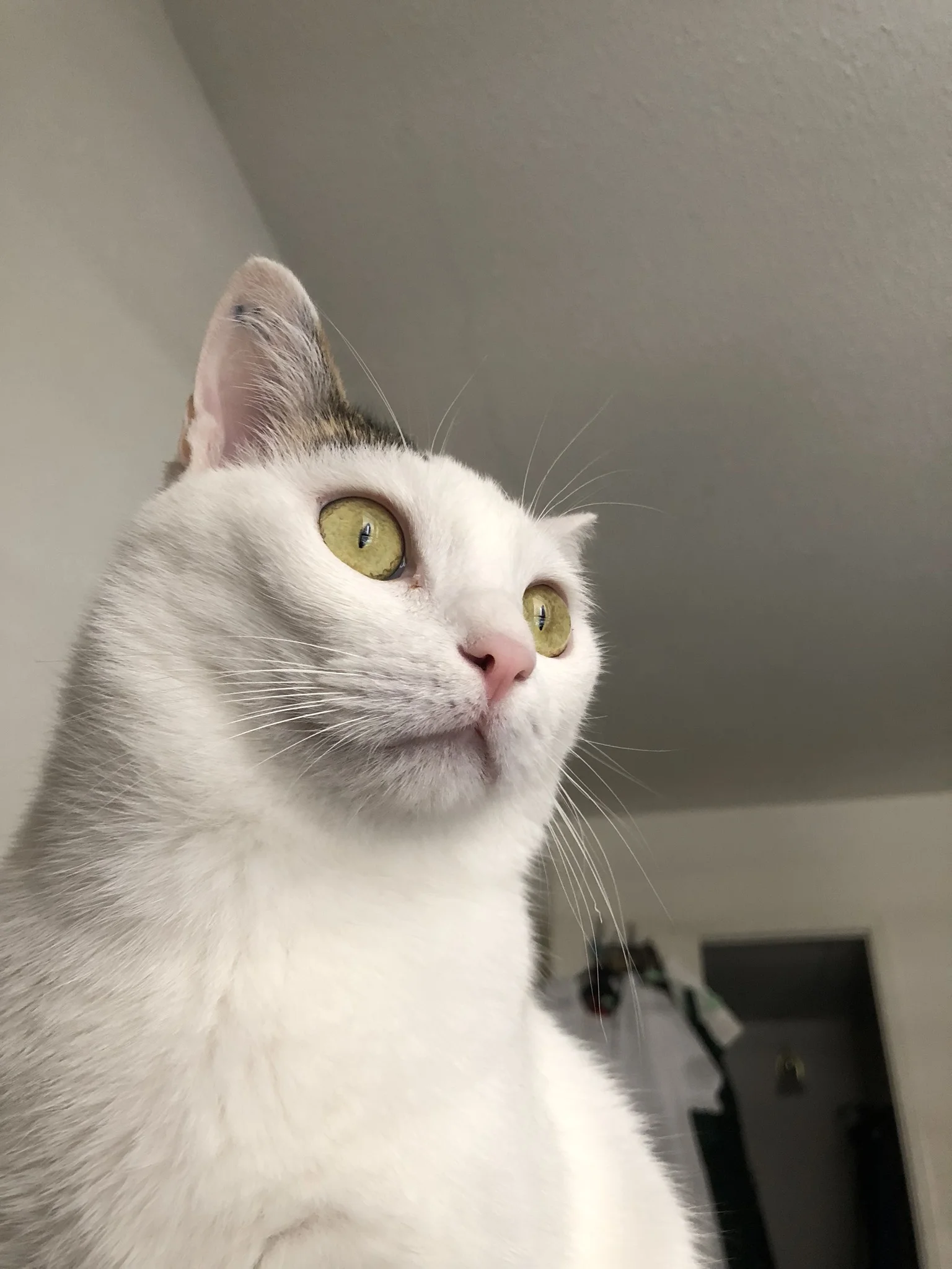 Pyewacket (@pyecrumbs)I am convinced he sees ghosts