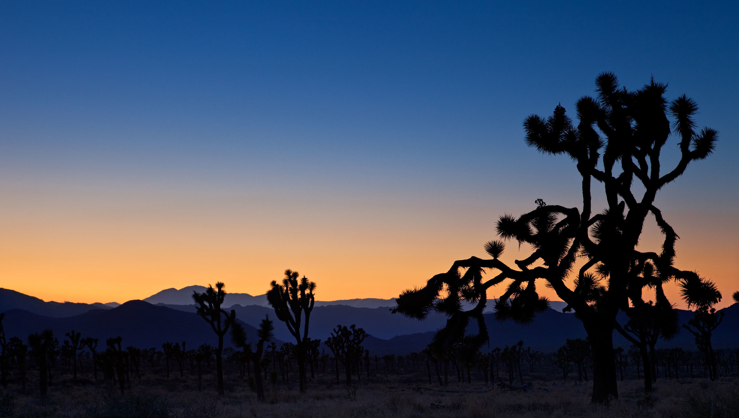  Joshua Tree 