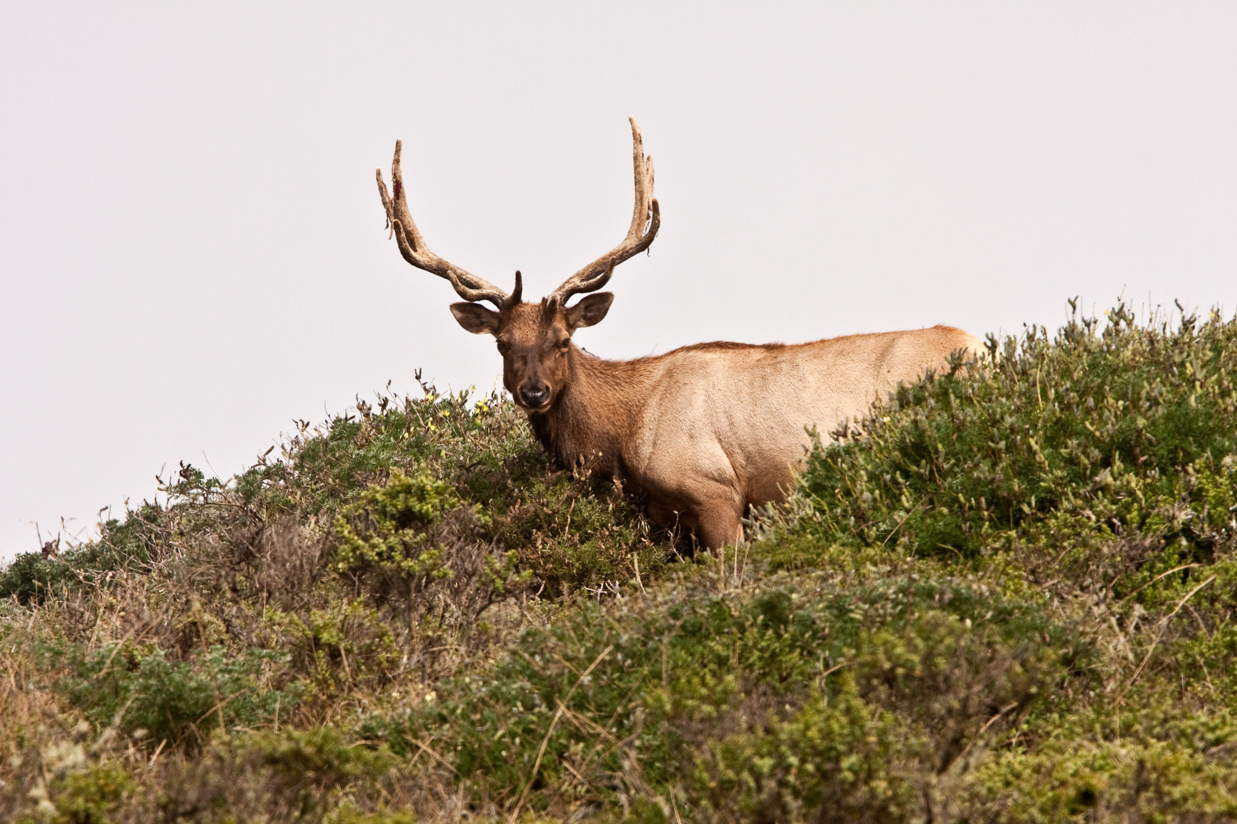  Tule Elk, Point Reyes 