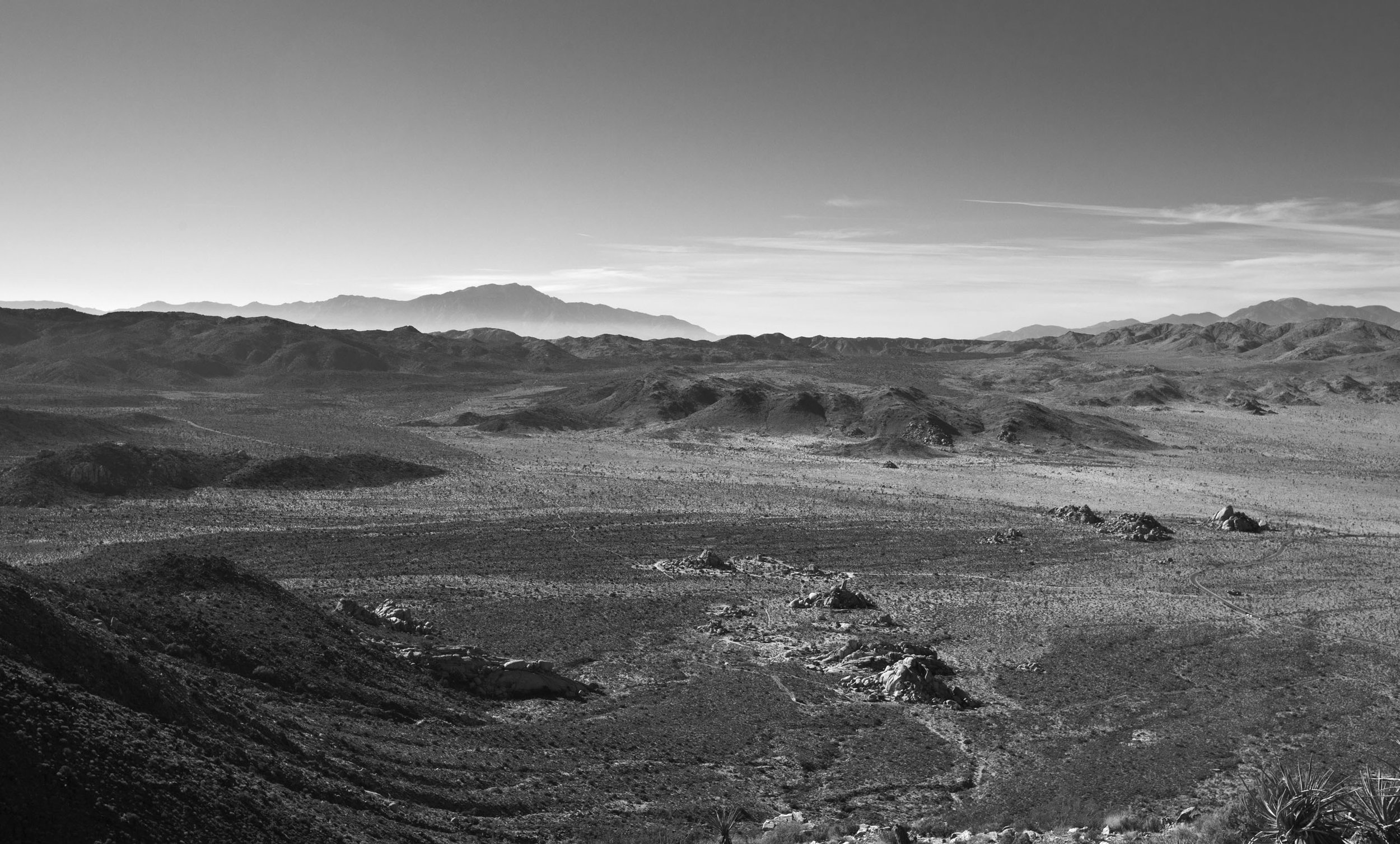  Joshua Tree 