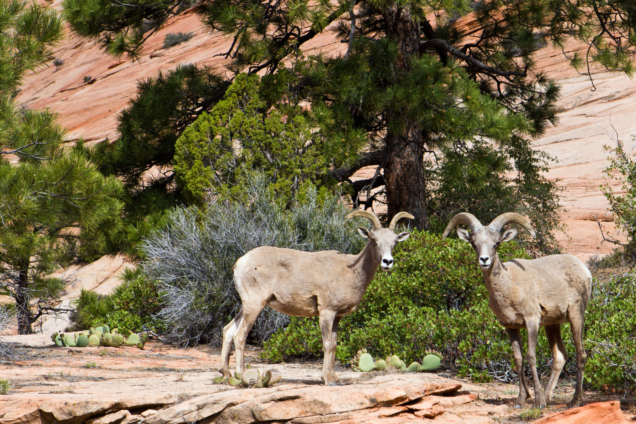  Bighorn sheep,&nbsp;Zion 