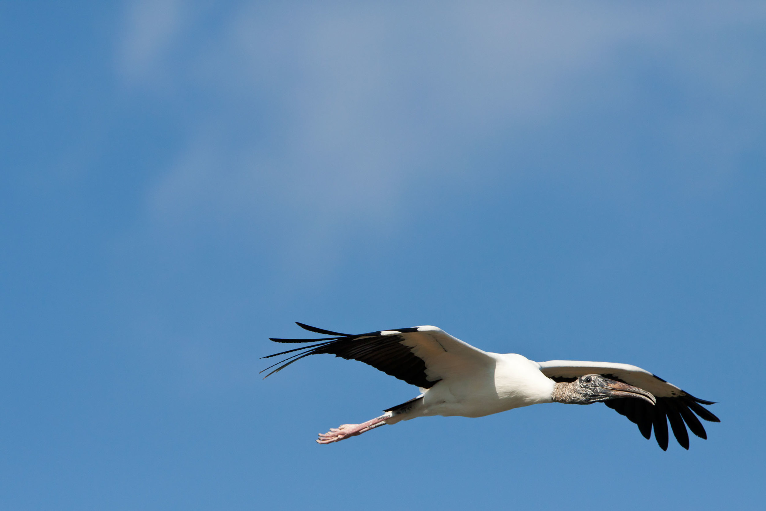  Wood Stork 