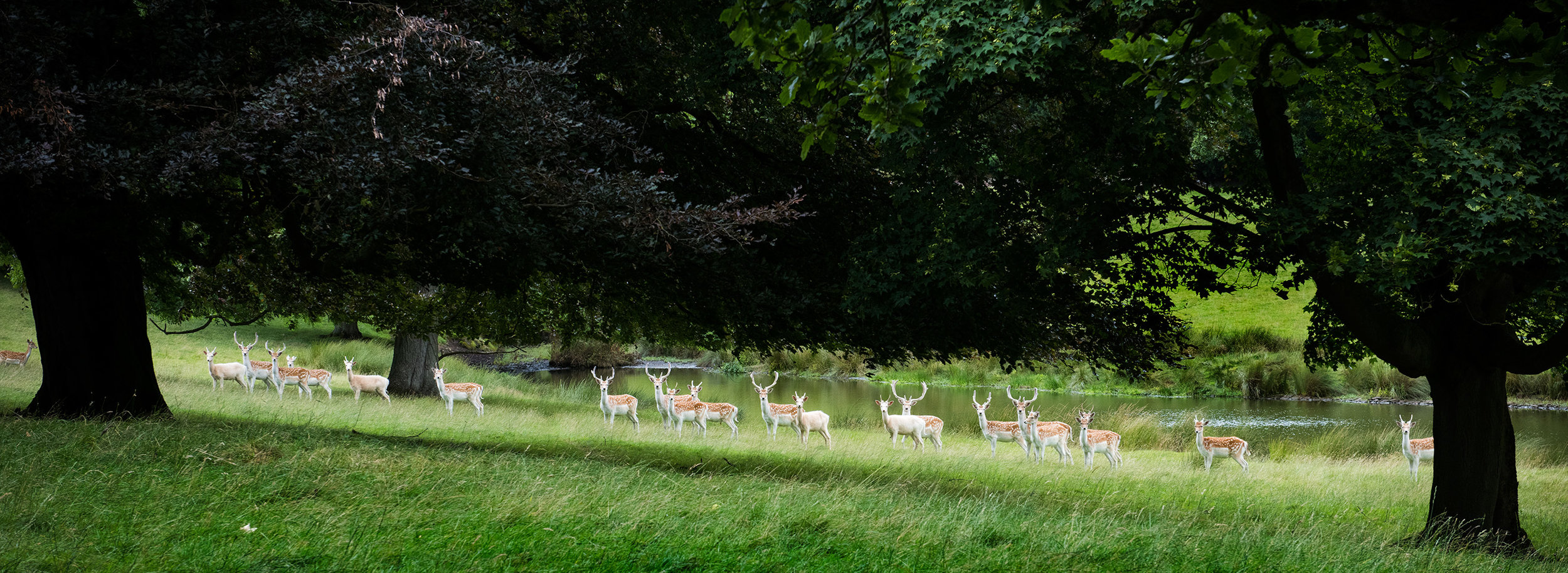  Fallow deer, Swinton Park 