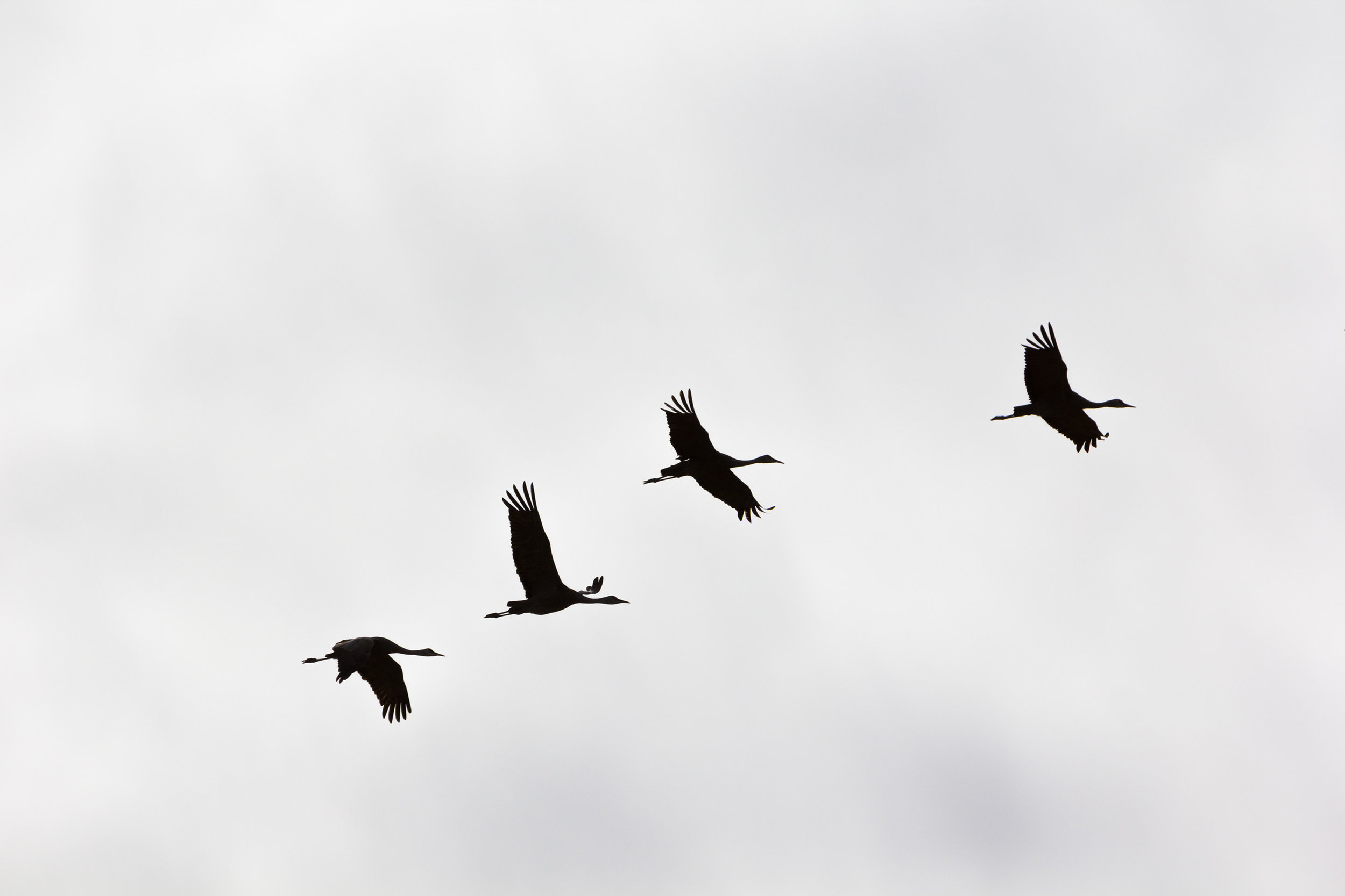  Sandhill cranes, Great Sand Dunes 