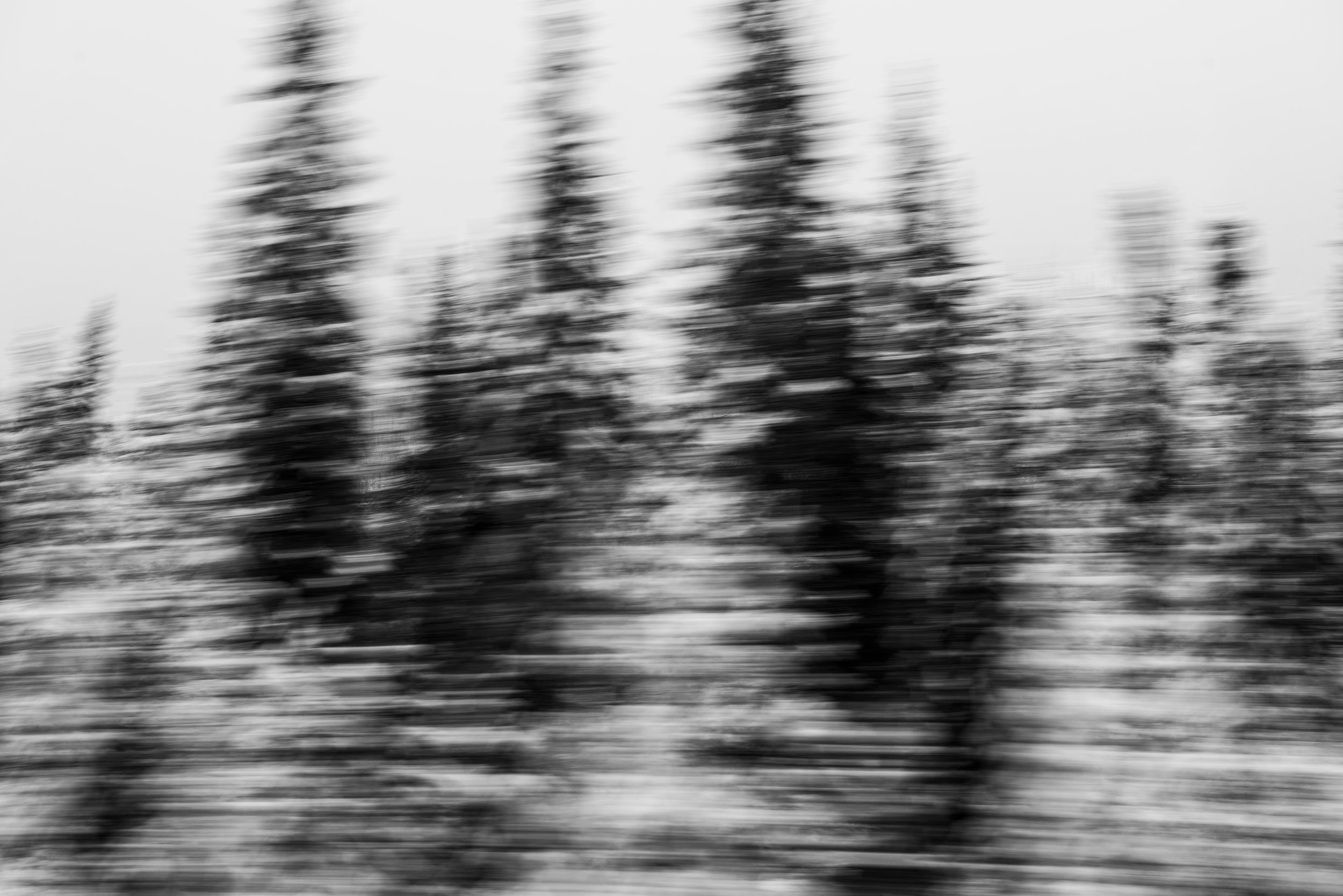 blurry_trees.jpg