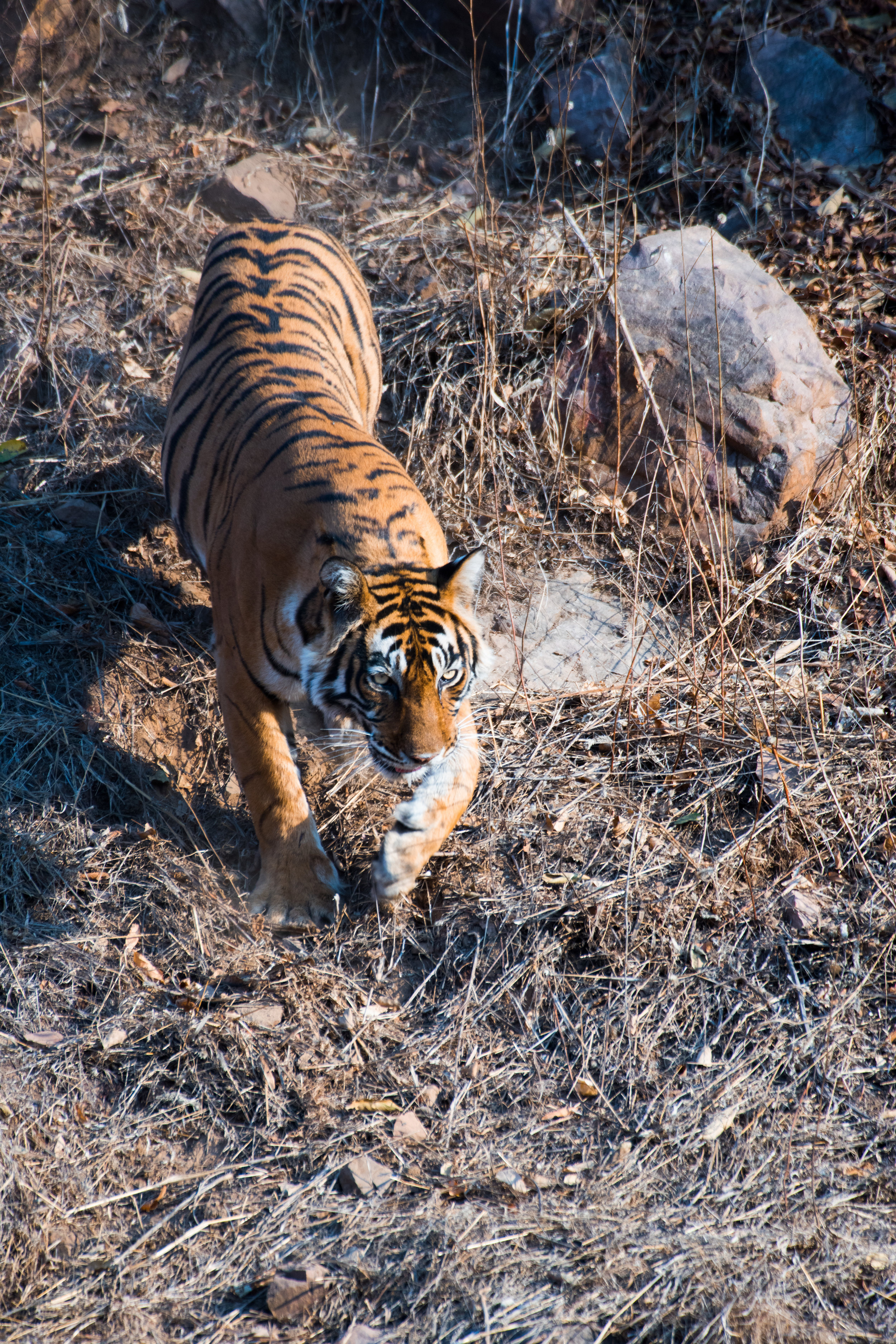  Noor, Ranthambhore 