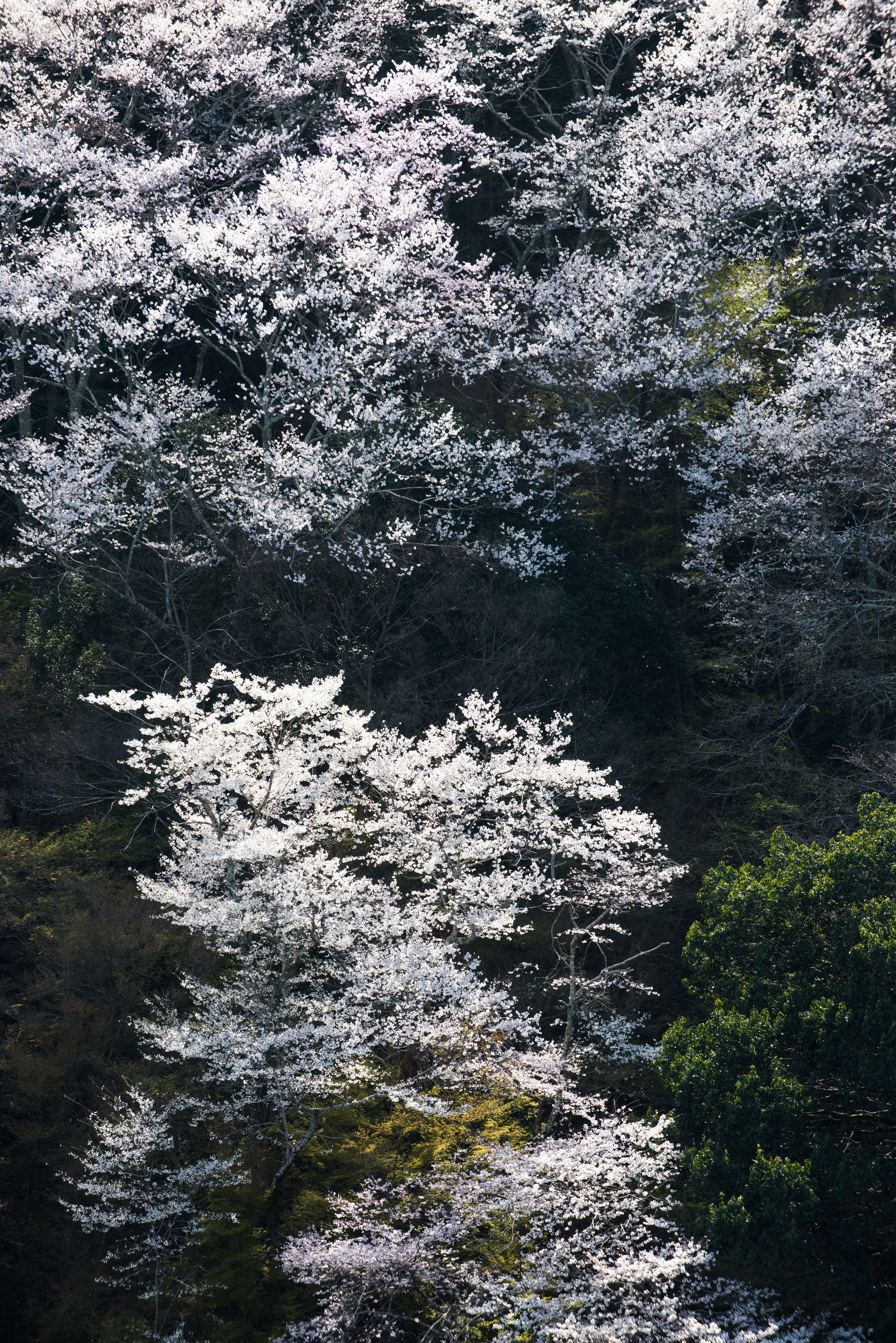  Arashiyama, Kyoto 