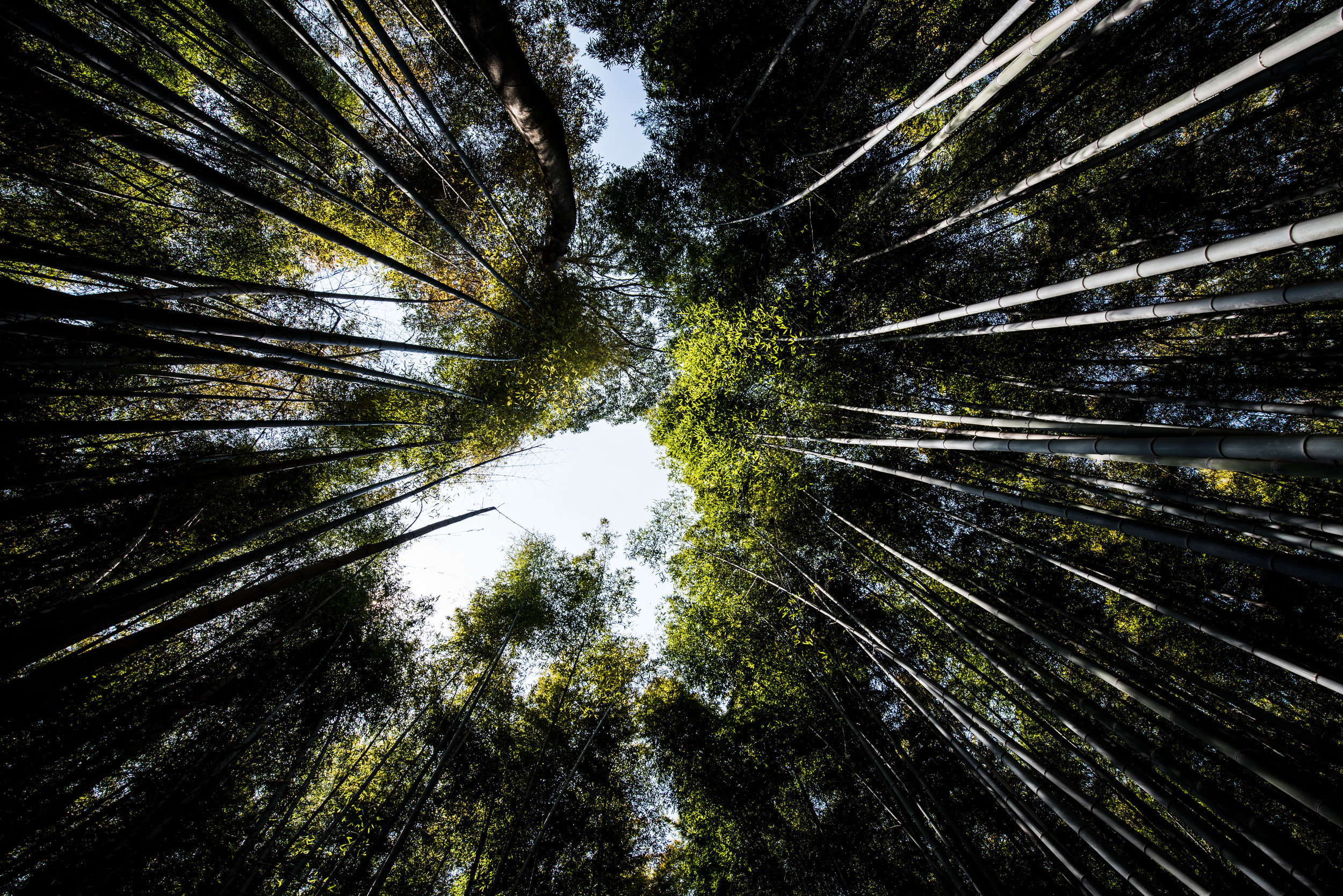  Arashiyama, Kyoto 