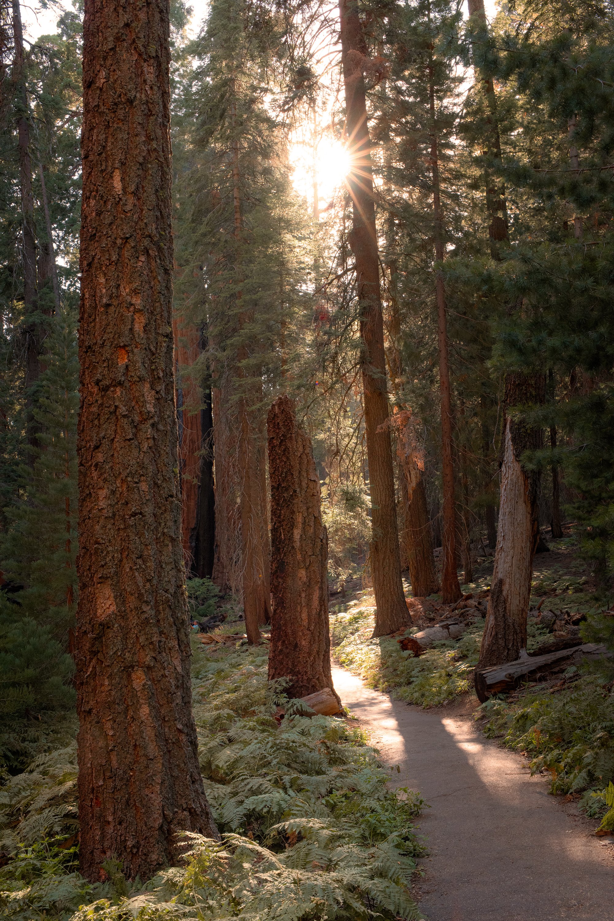 sequoia_grove_sm.jpg