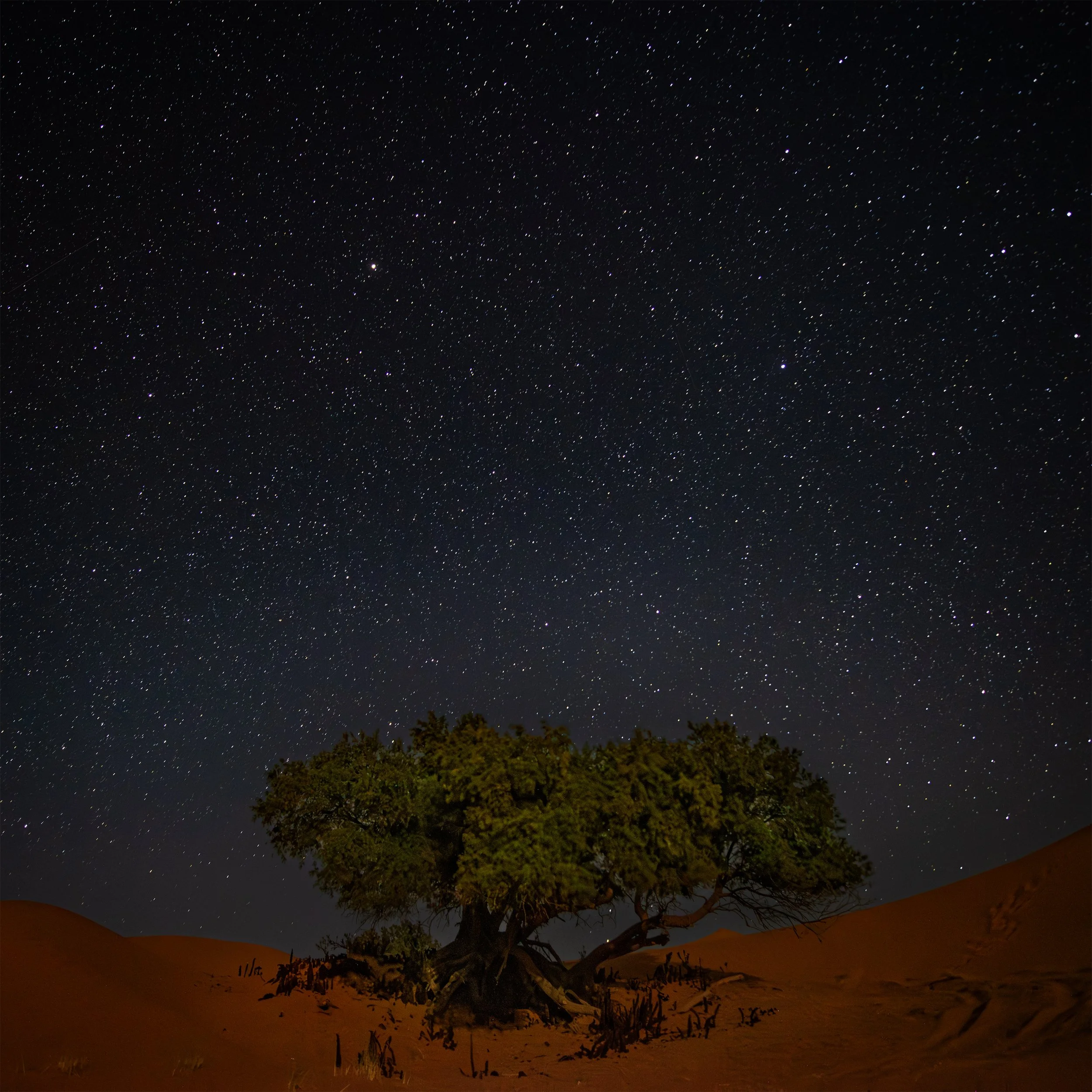 desert_tree_stars_v2_3000.jpg