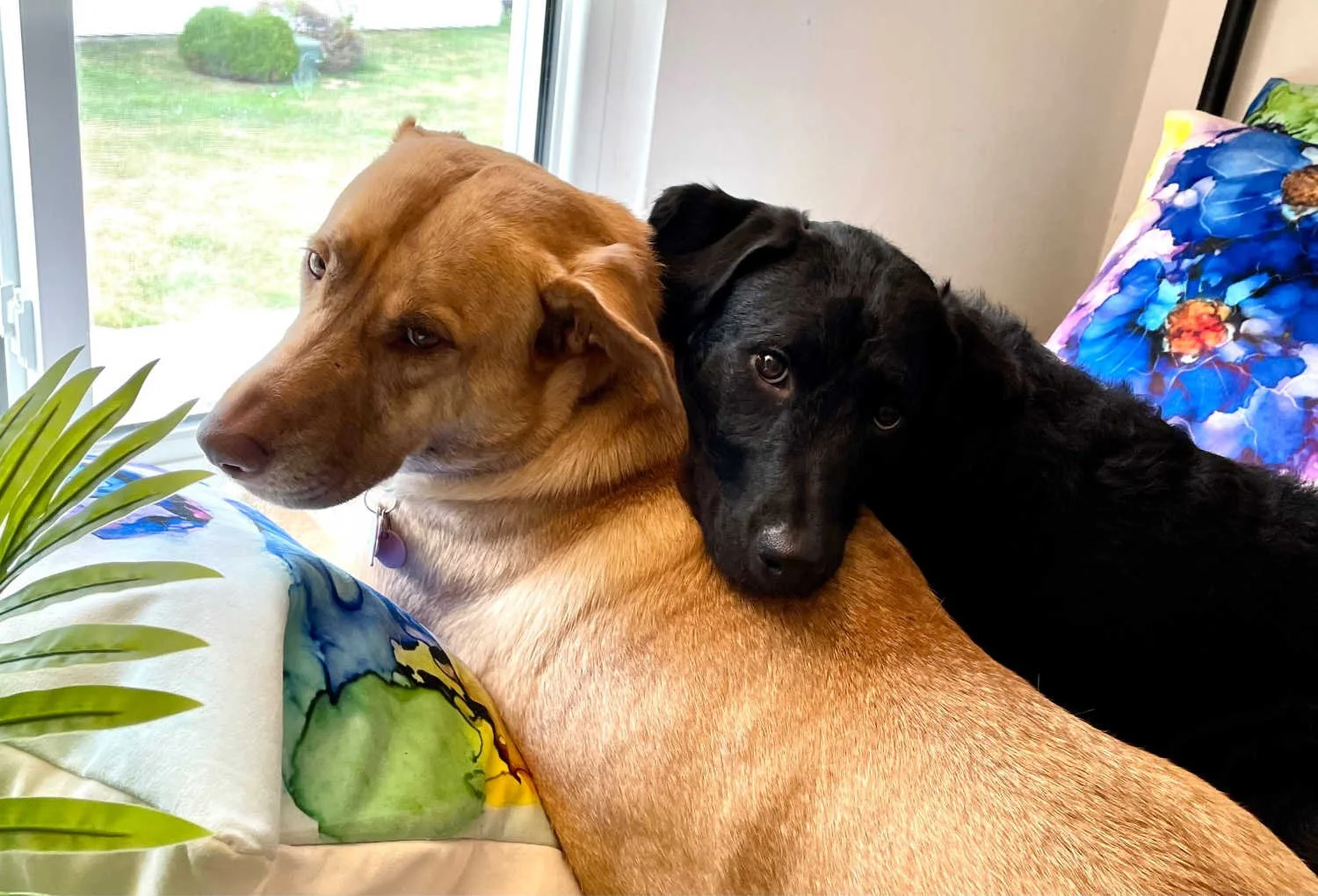 Find Pet Therapy near me in Voorhees NJ