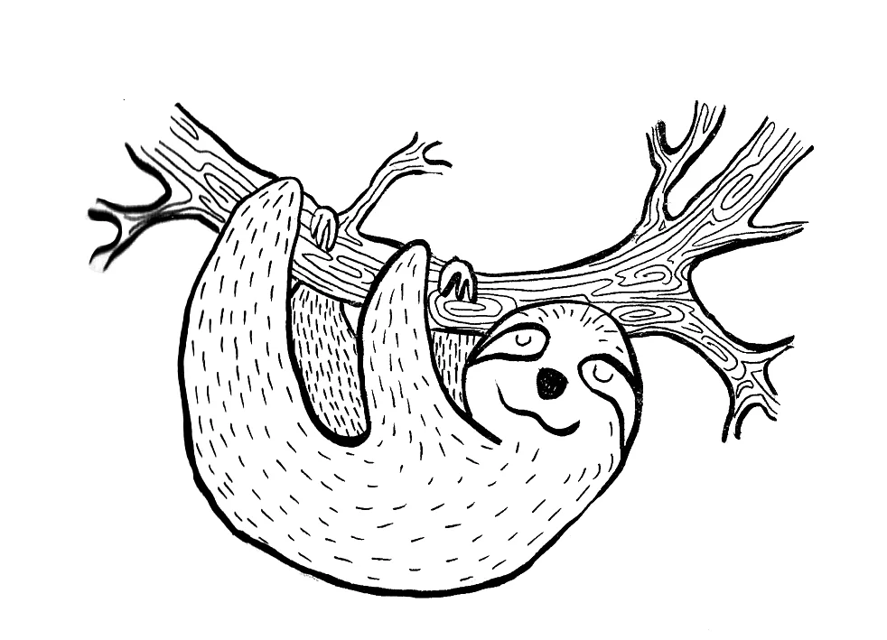 Little Sloth