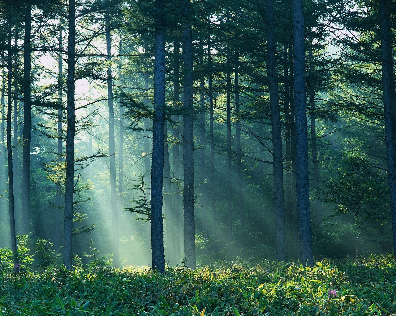 Pine-Tree-Forest-Wallpaper-Themes-HD.jpg