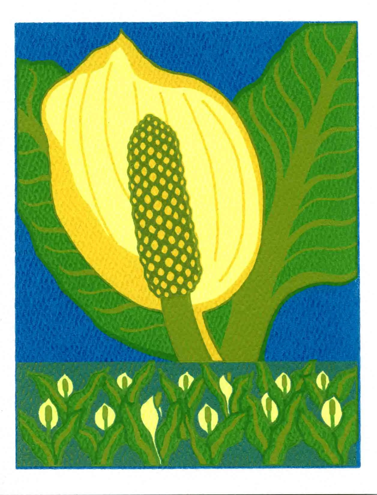 SKUNK CABBAGE