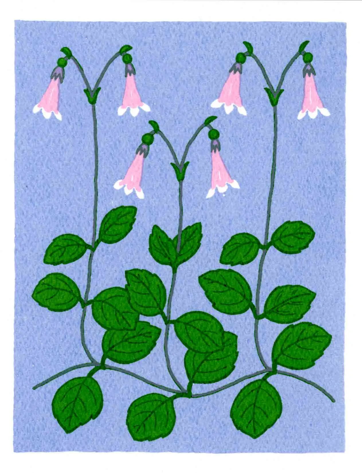 TWINFLOWER