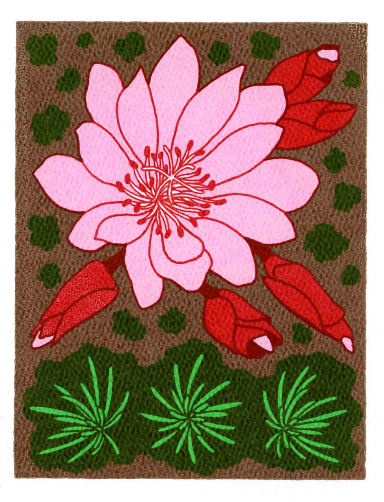 BITTERROOT