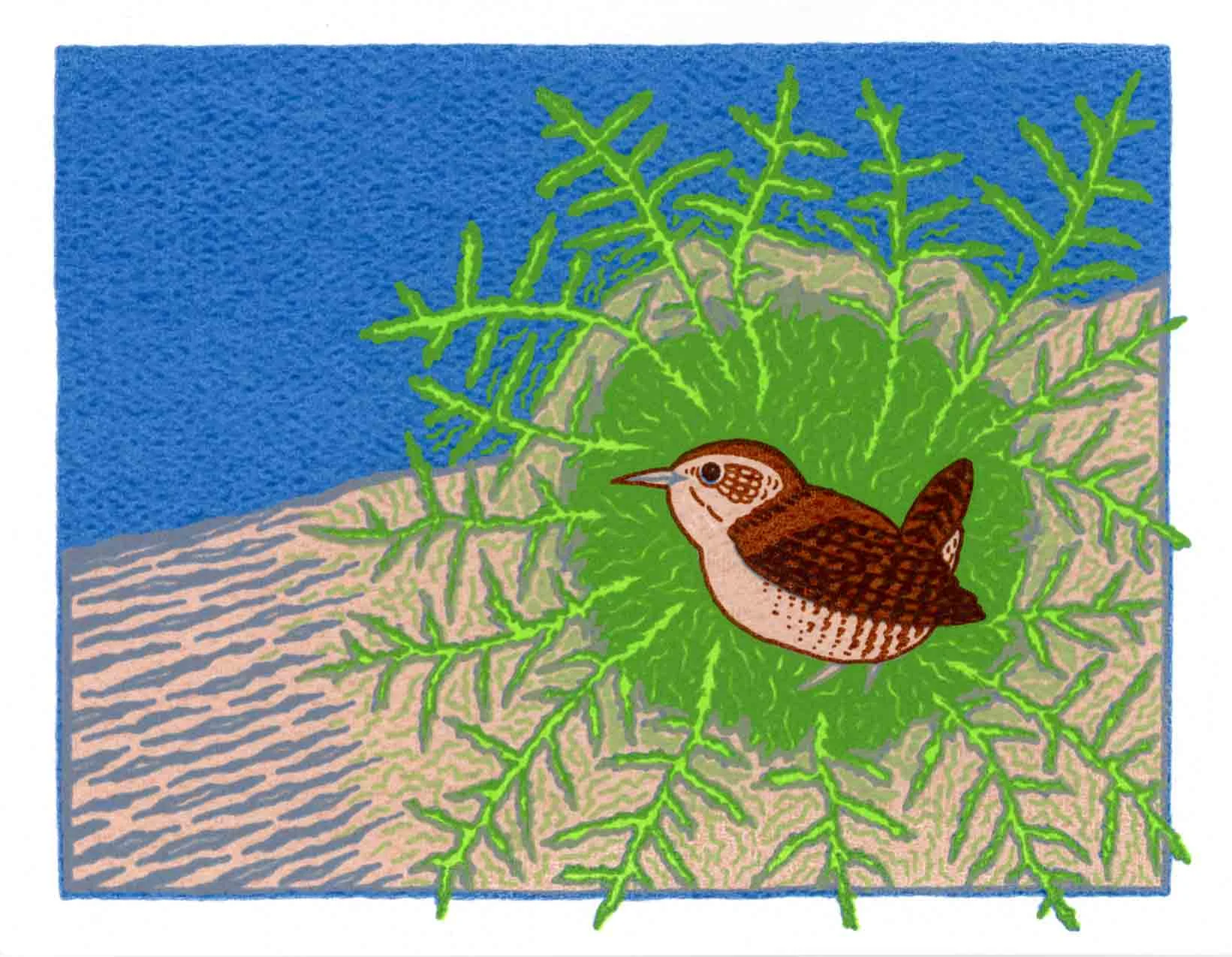 WINTER WREN