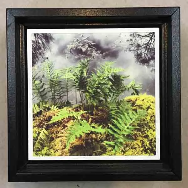 POND LICORICE FERNS
