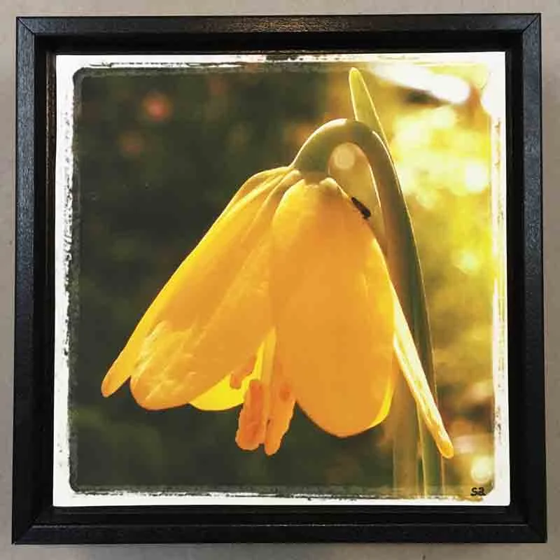 YELLOW BELL