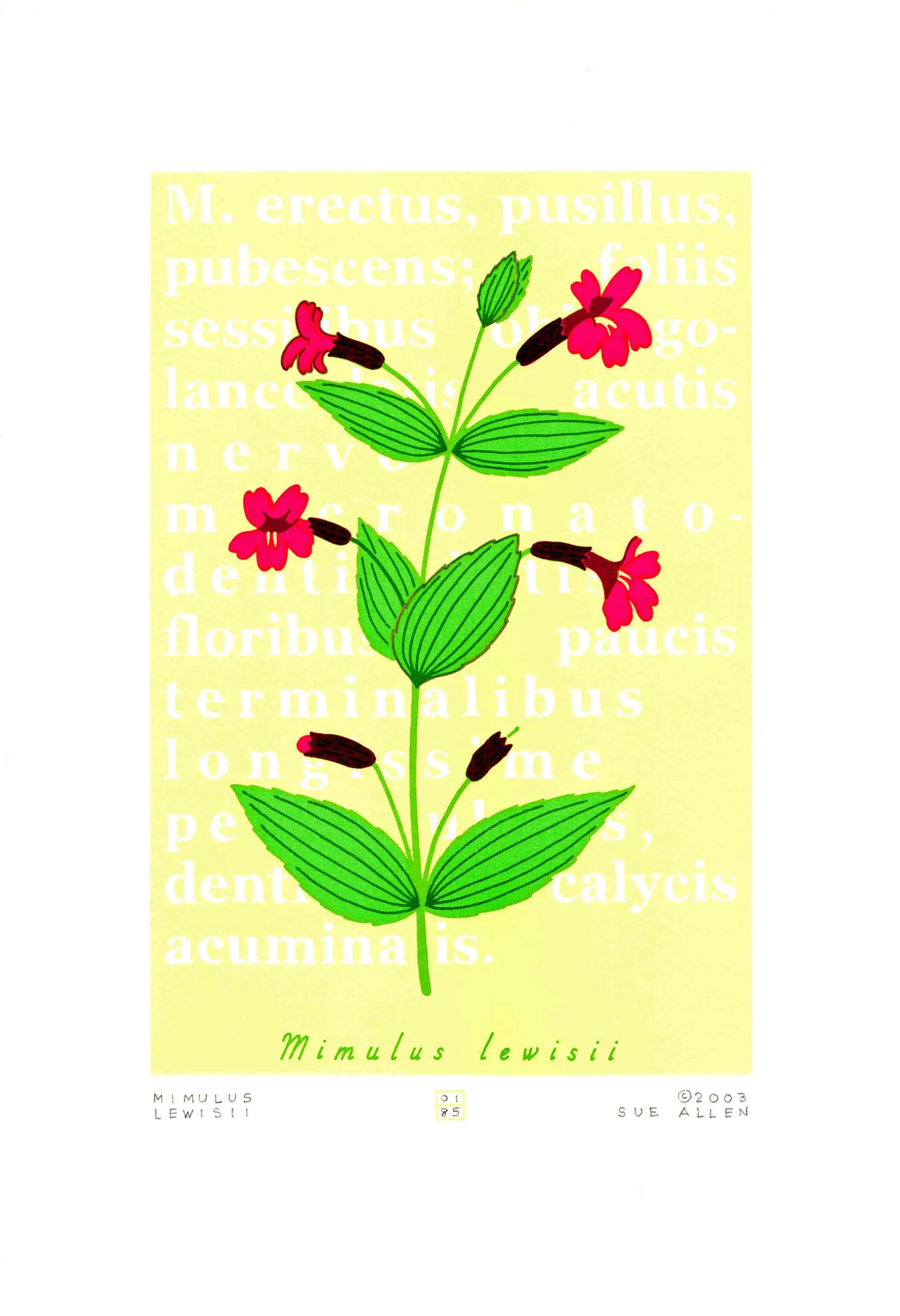 MIMULUS LEWISII- LEWIS' MONKEYFLOWER