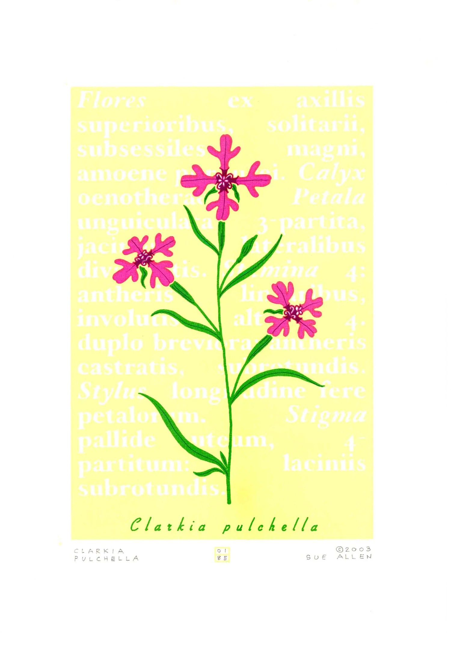 CLARKIA PULCHELLA- BEAUTIFUL CLARKIA