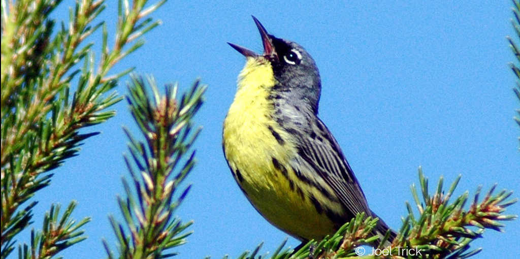 A boisterous Kirtland's warbler, photographed by Joel Trick