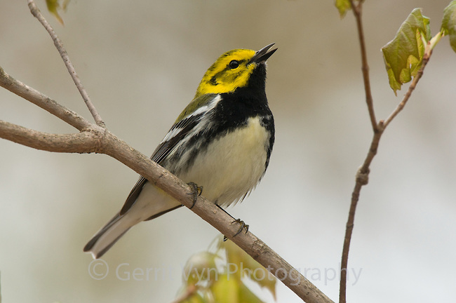 A Black-throated Green Warbler