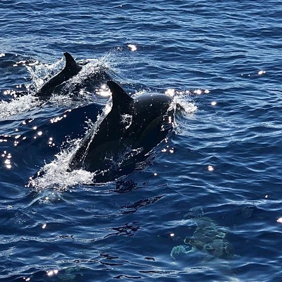 Dolphin.jpg