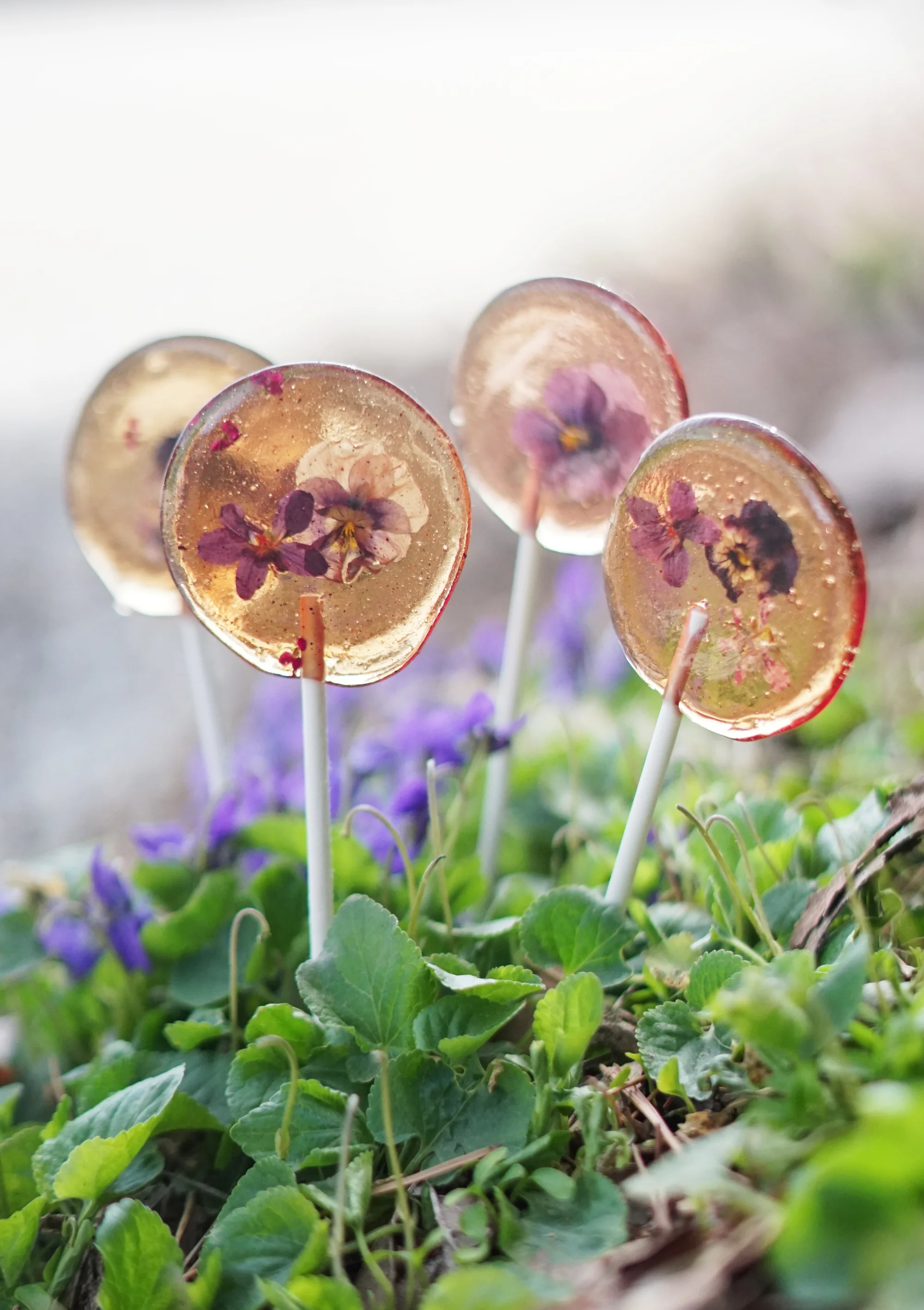 violetsuckers2small.jpg
