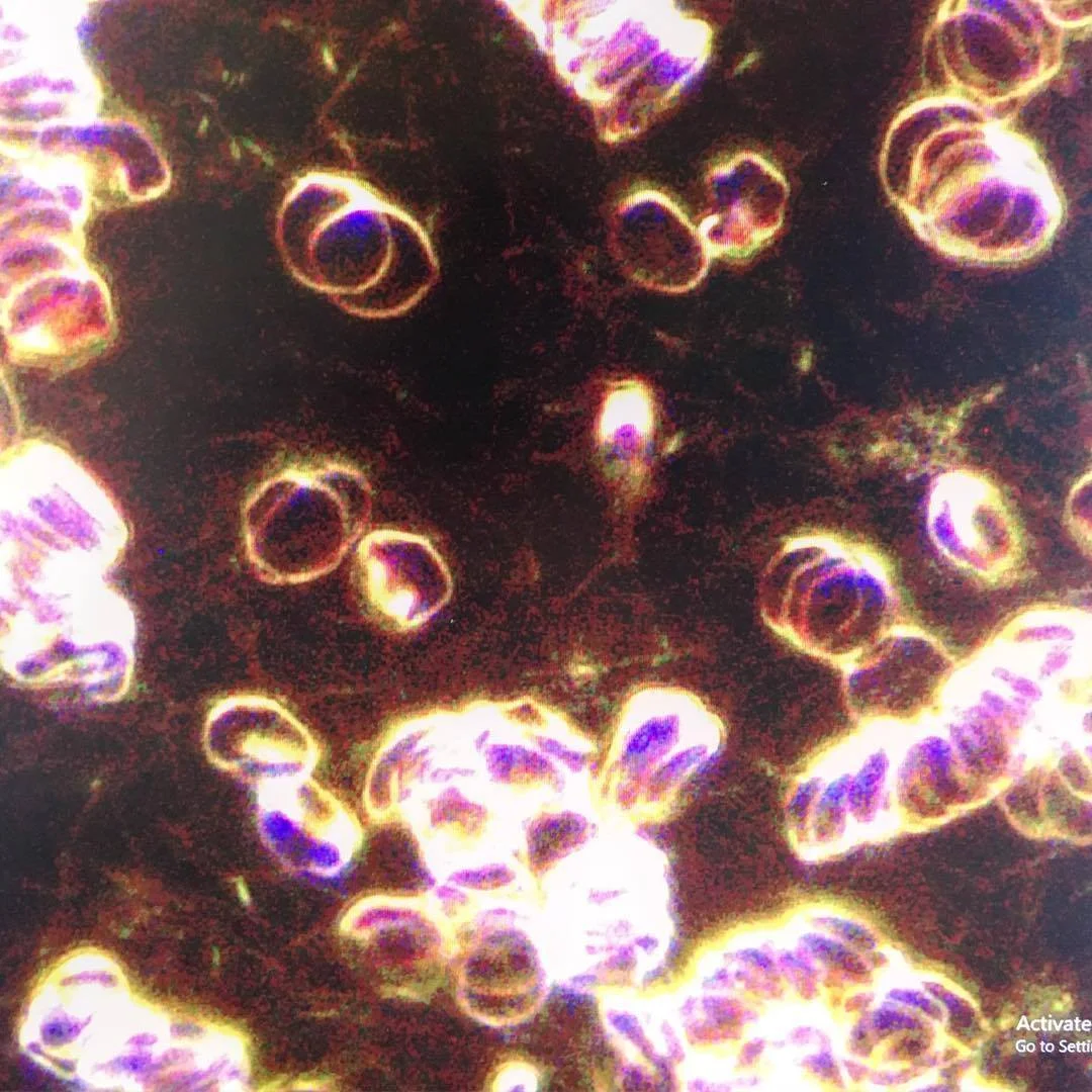 43753400_10160876115480612_5902482961147625472_o.jpg