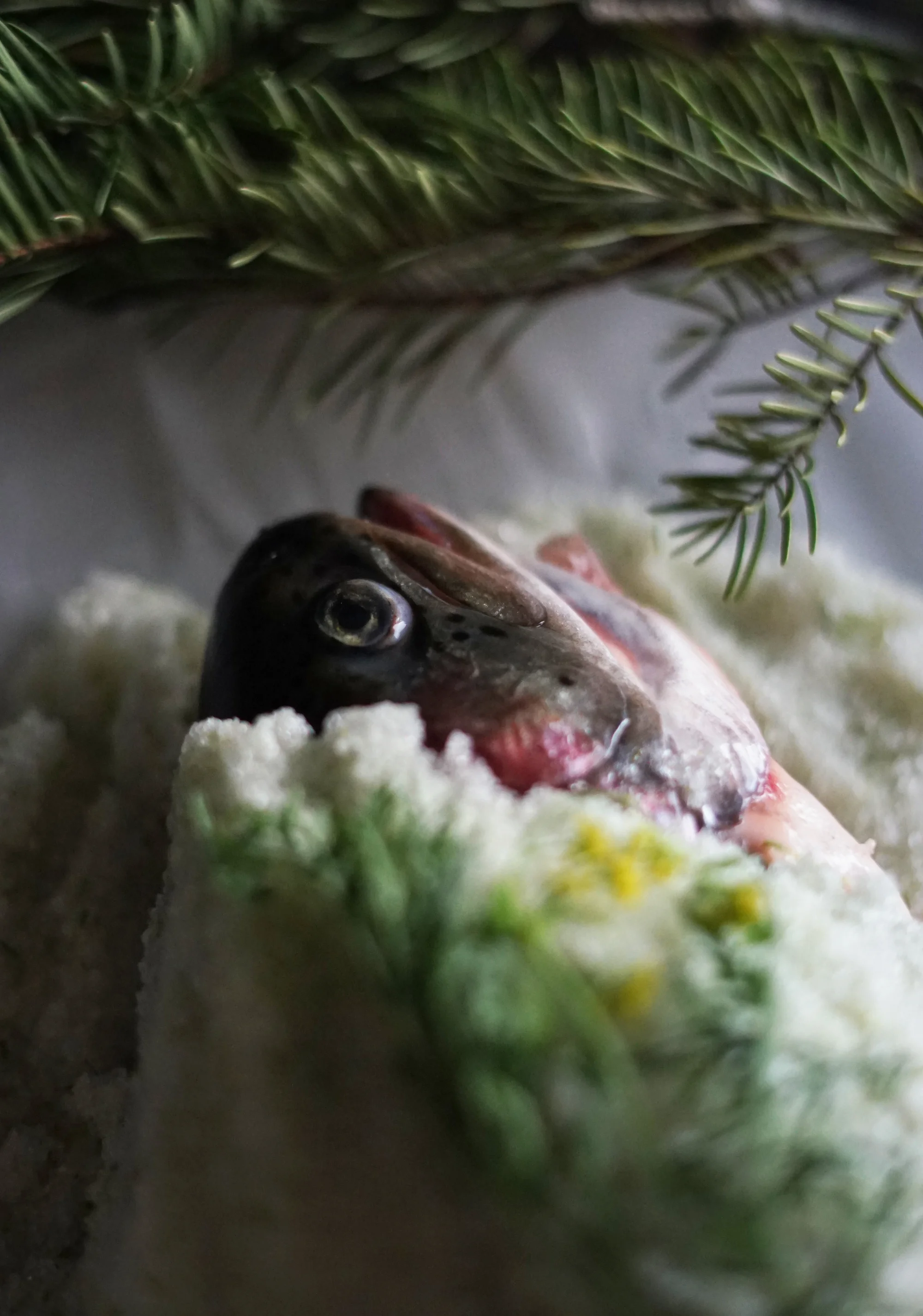 steelhead4small.jpg