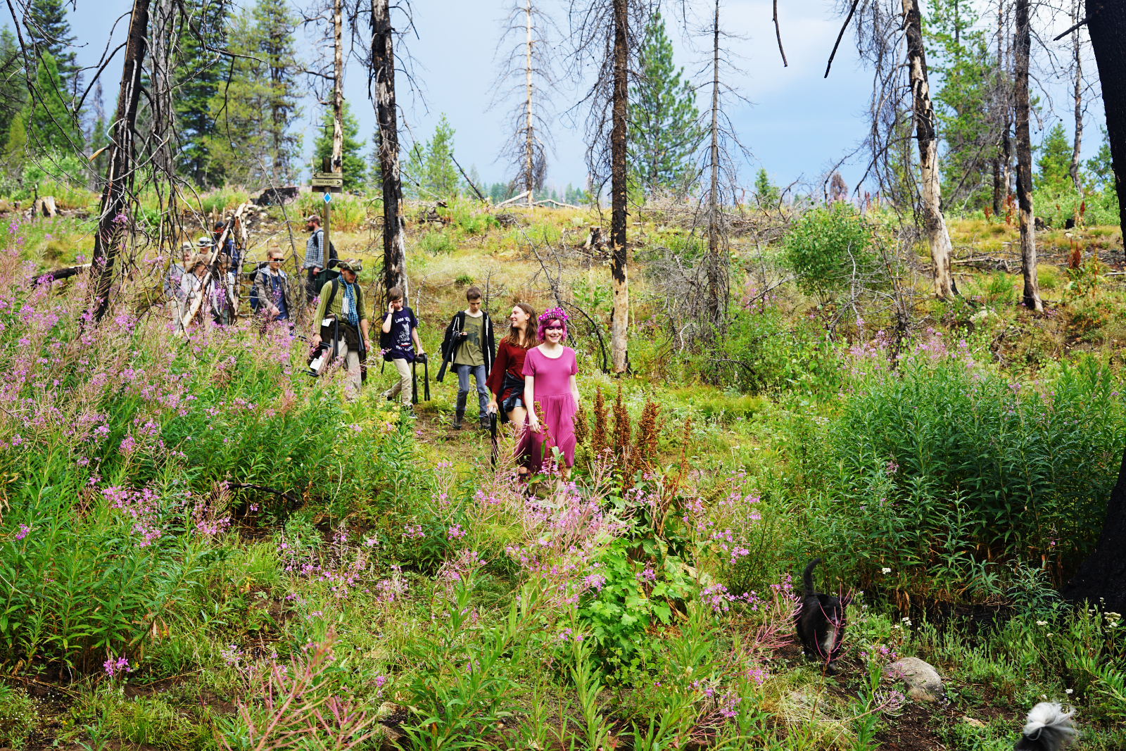 fireweed 9.jpg