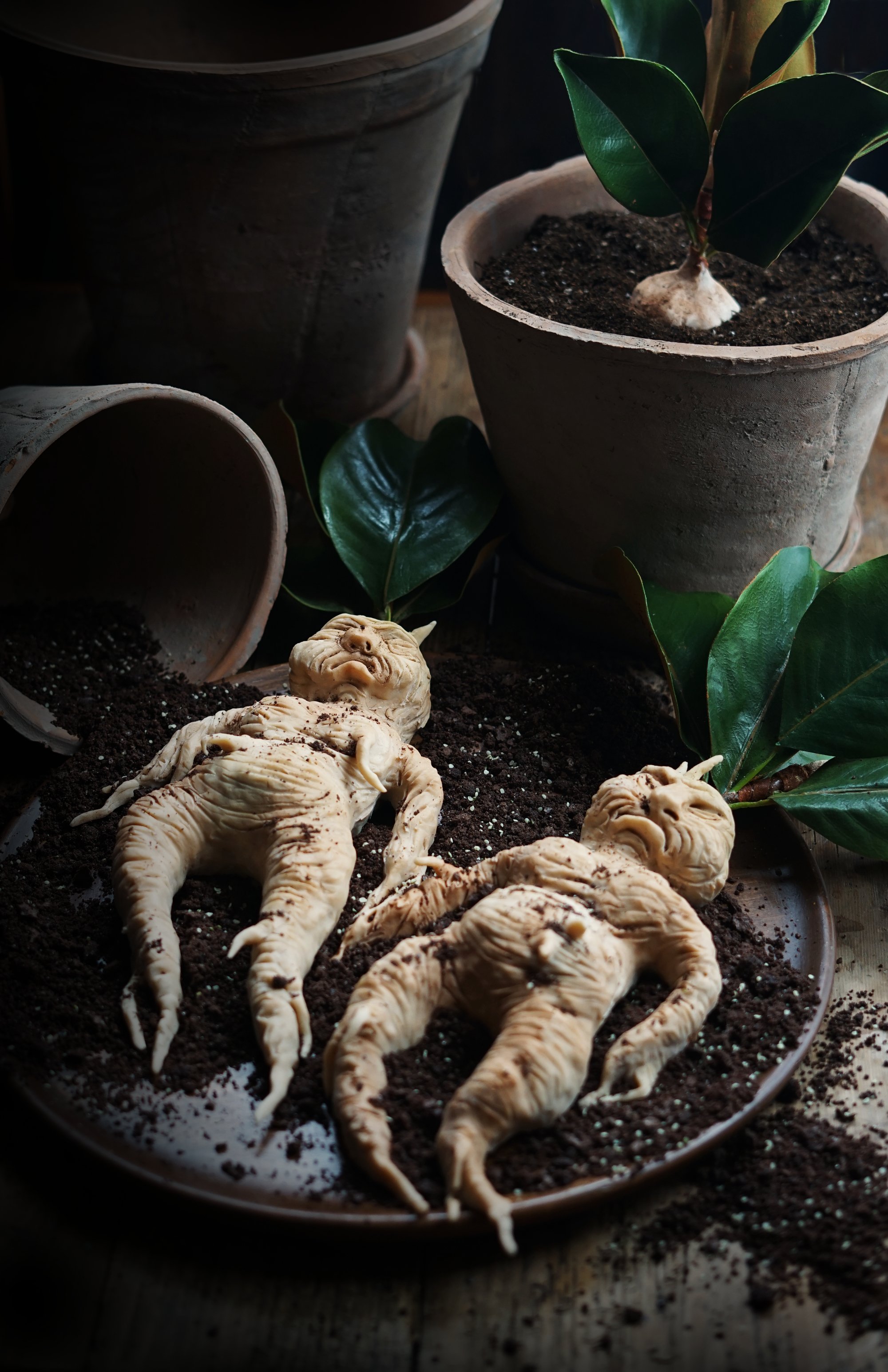 Mandrake