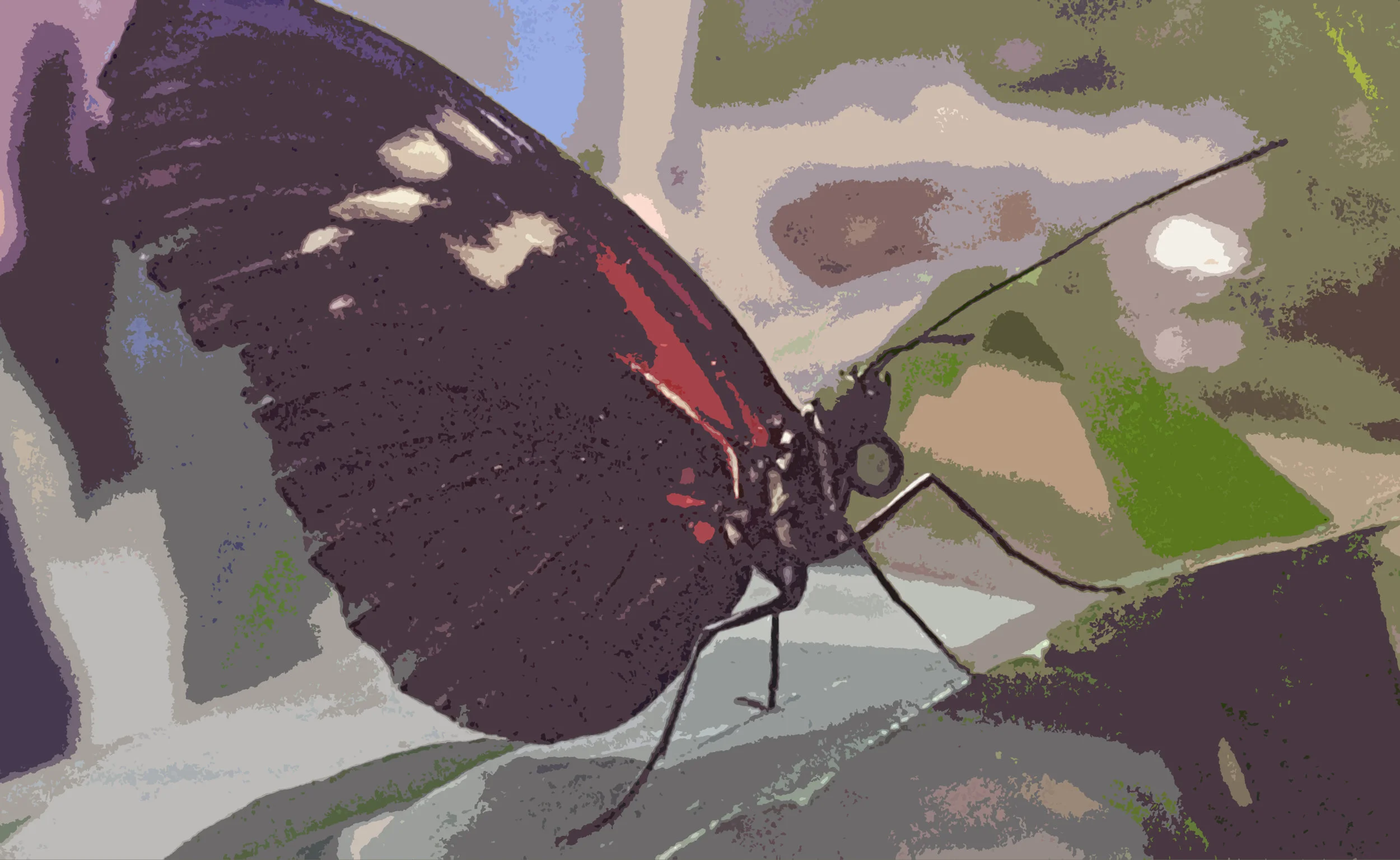 butterfly 2.jpg
