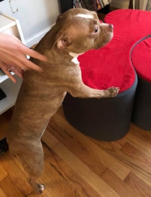 Bea had a customized home exercise, diet, and pain management plan developed for her after her ACL surgery.