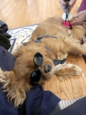 Dash enjoyed his in-home therapeutic laser session following his exercises. At the time of this picture, he was several weeks post MRIT operation. We are very proud of him and his family for continuing to meet the goals we set for him.