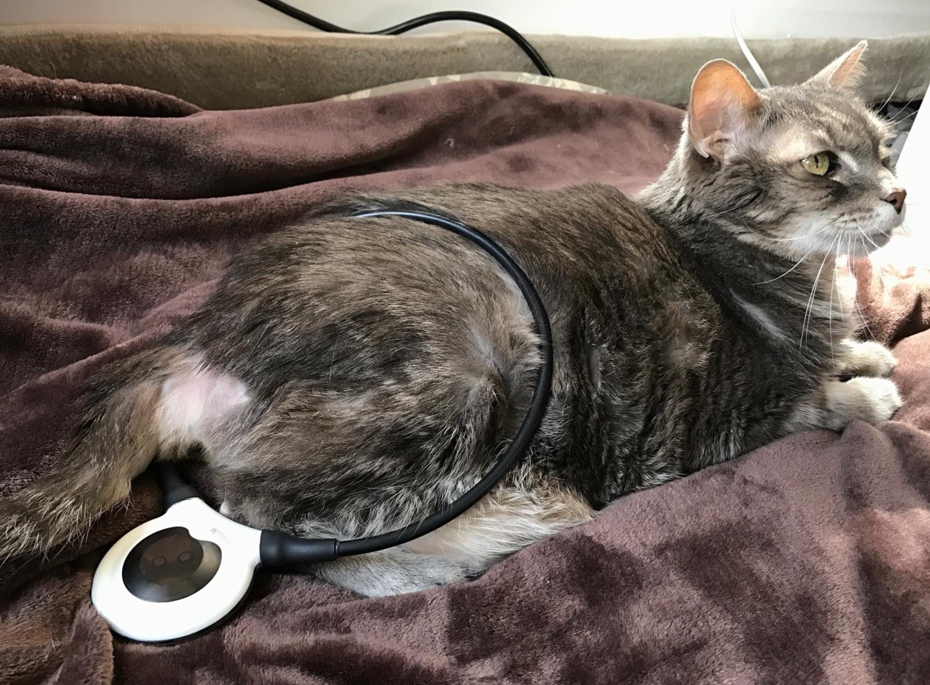 asissi%252Bloop%252Bfeline.jpg